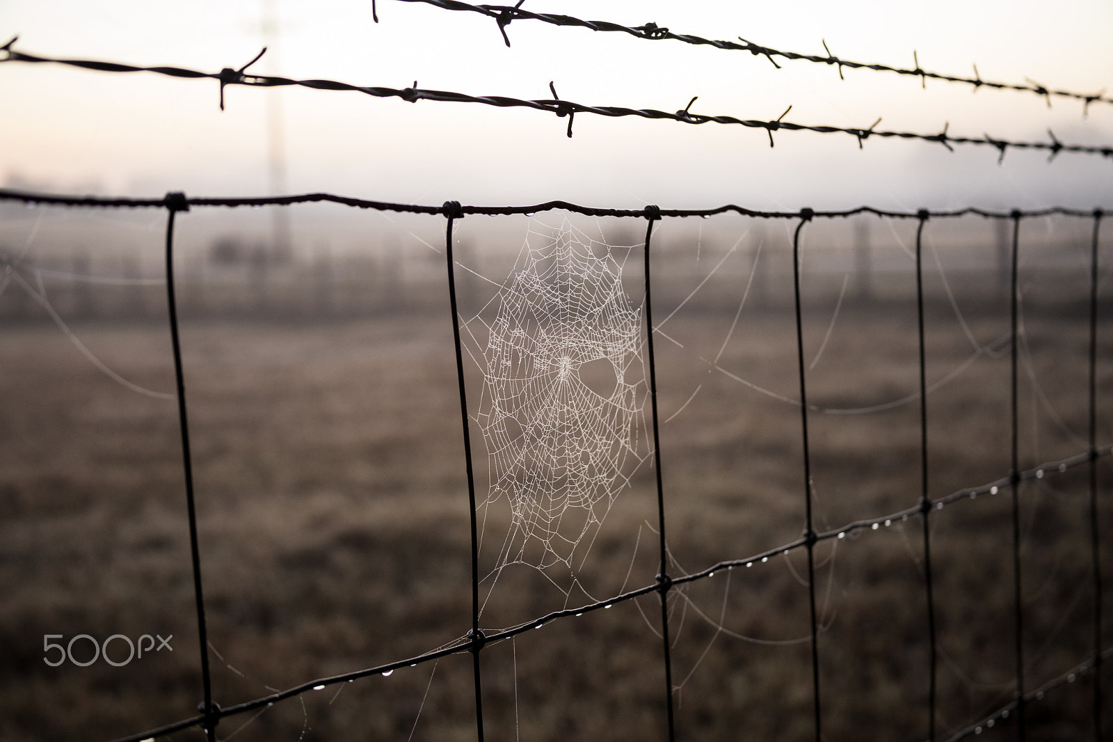 Canon EOS 5D Mark IV sample photo. Fence cobwebs photography