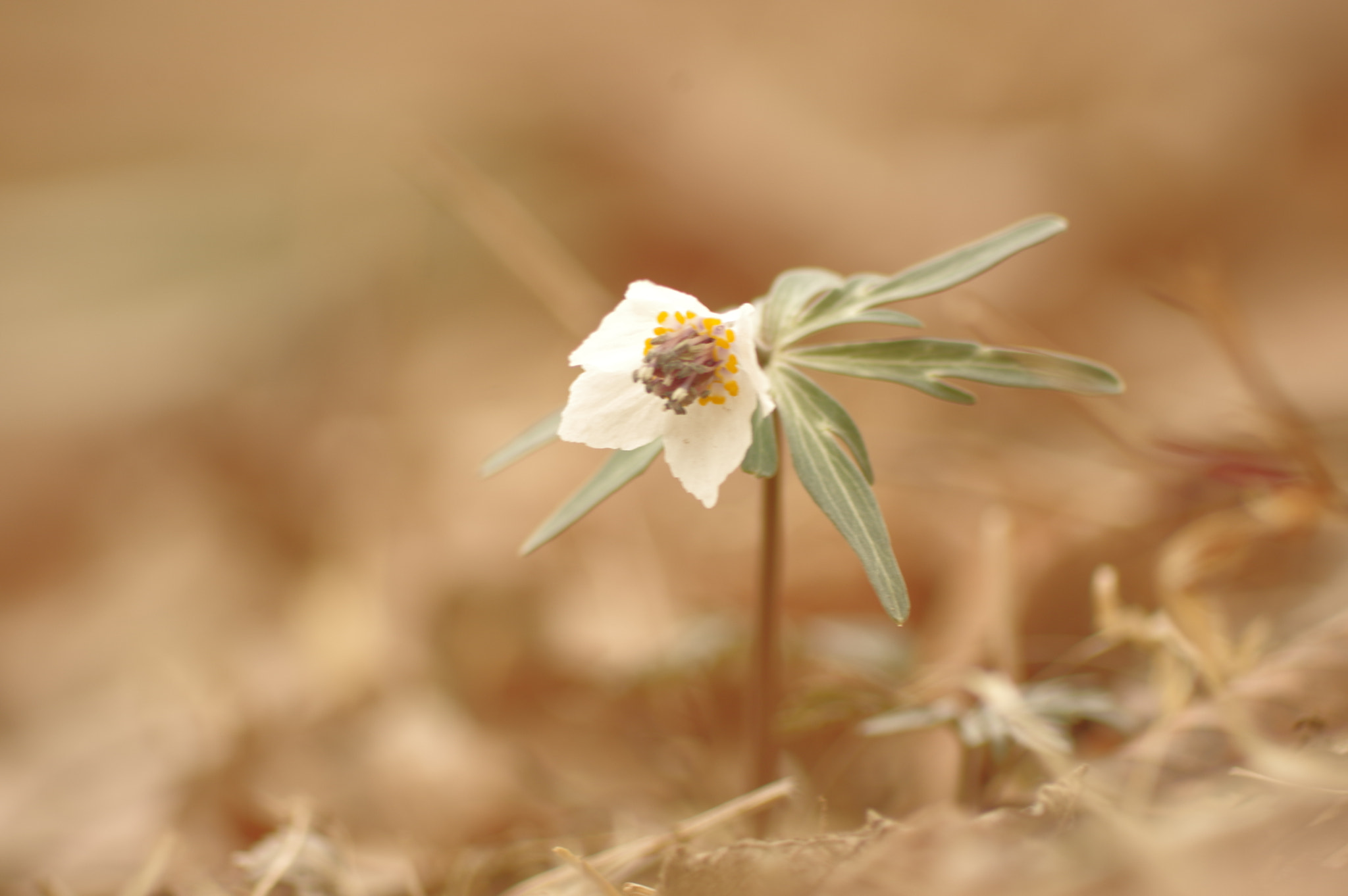 Pentax K-3 II sample photo. 節分草　curte flowers photography