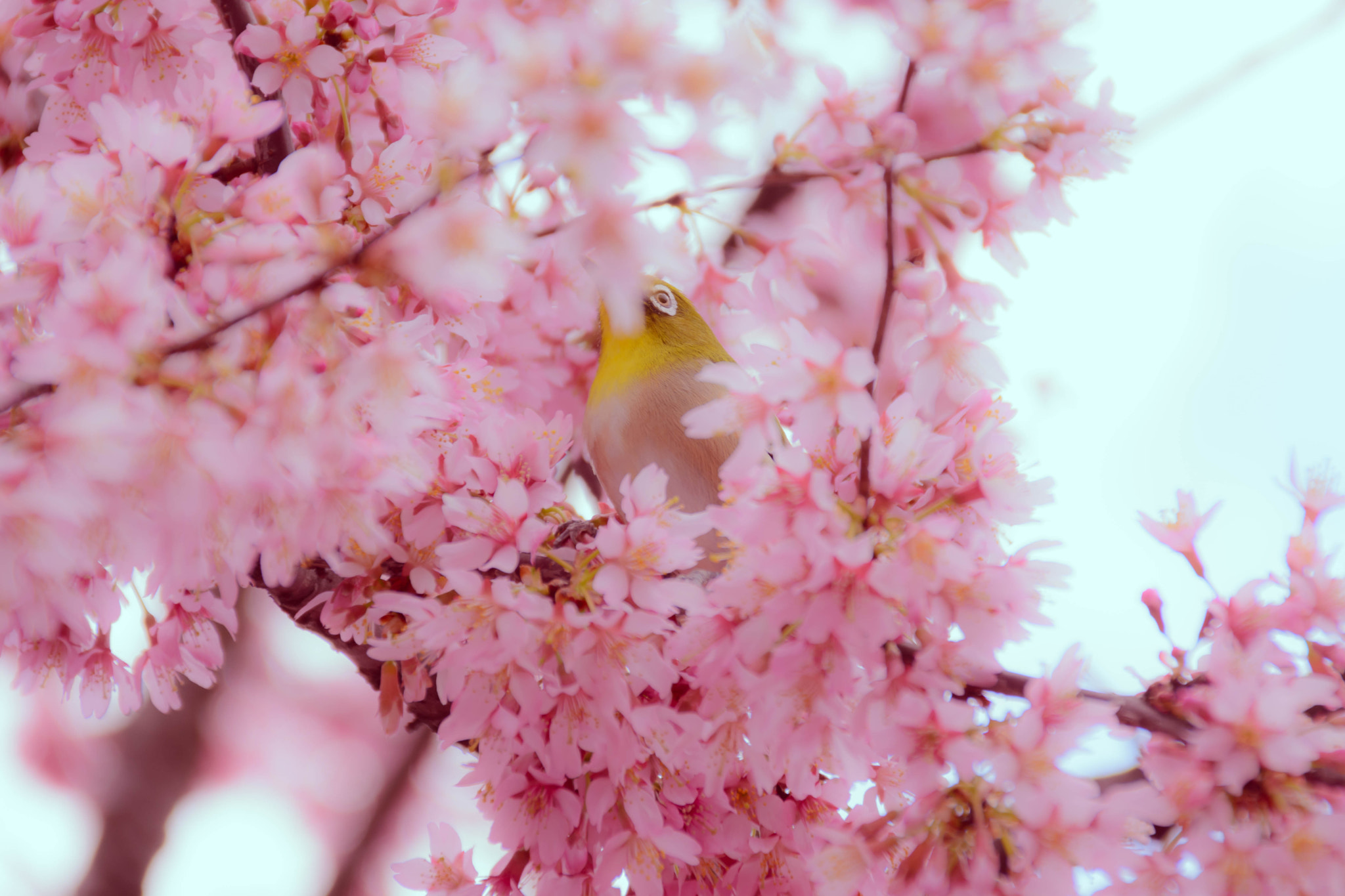 Sigma 18-200mm F3.5-6.3 II DC OS HSM sample photo. 花に埋もれる photography