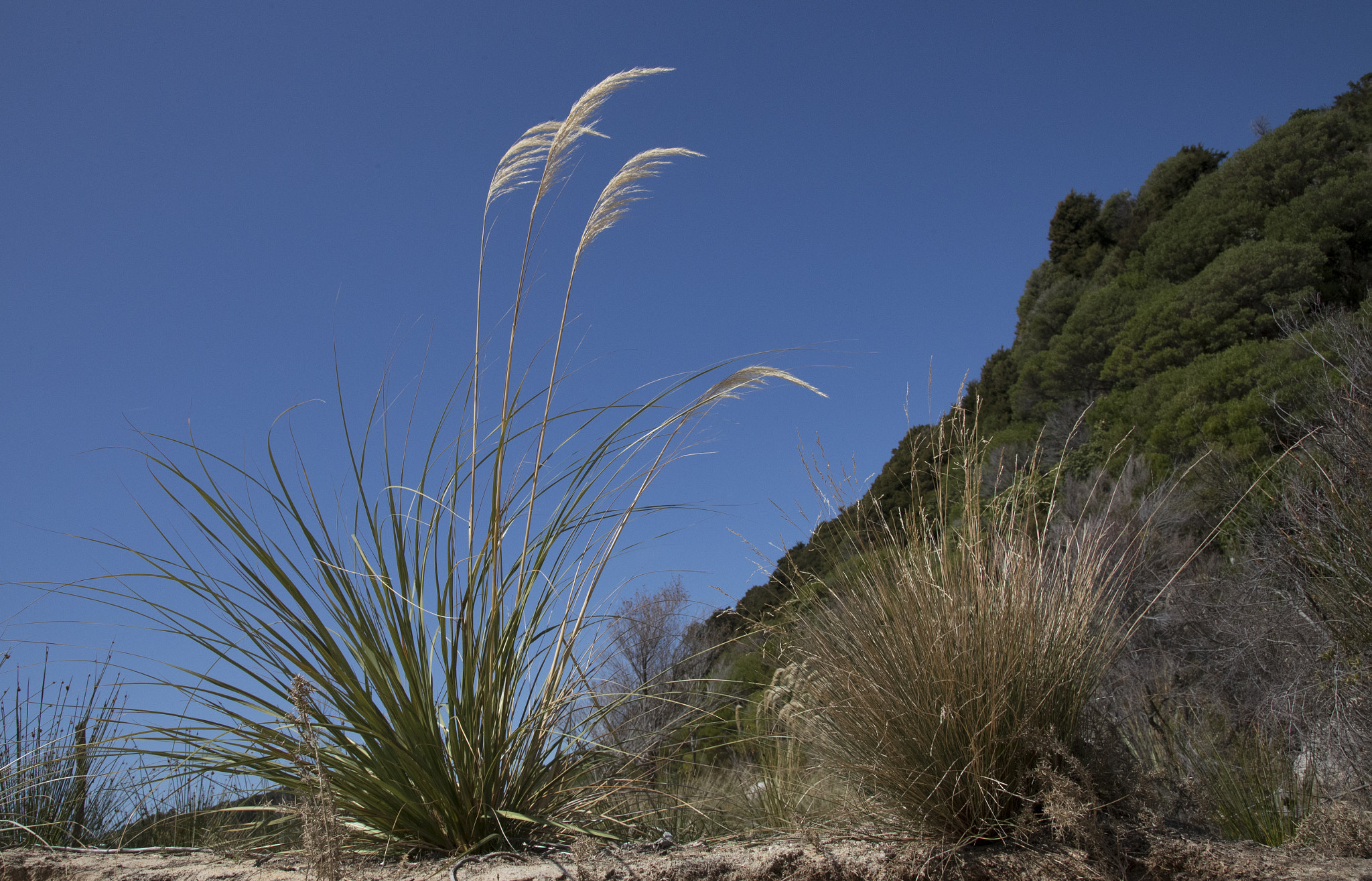 Canon EF 24-105mm F4L IS USM sample photo. Efi photography