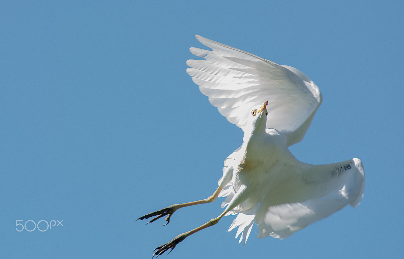 Nikon D7100 sample photo. Cattle egret photography