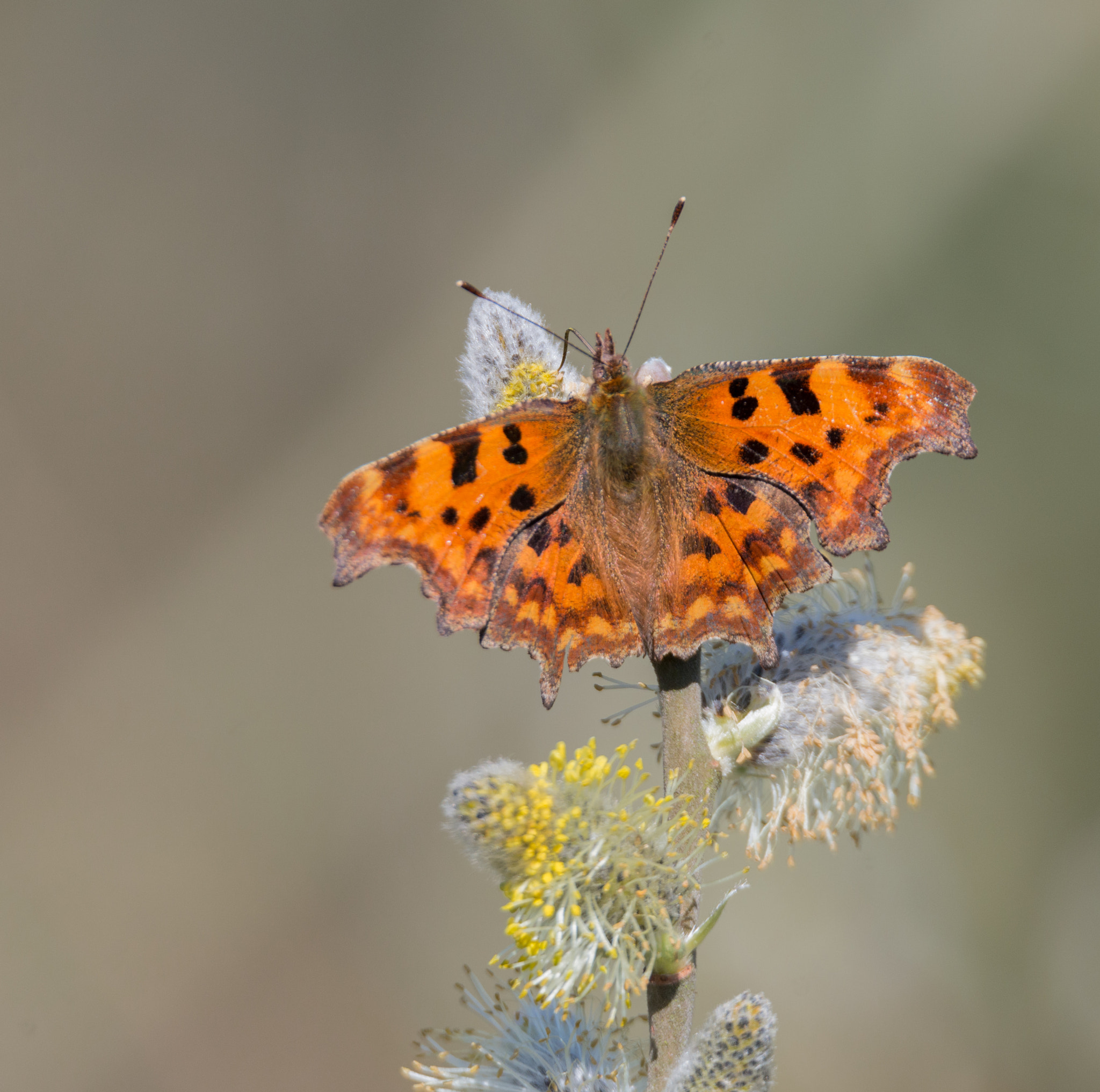 Nikon D800E sample photo. Butterfly photography