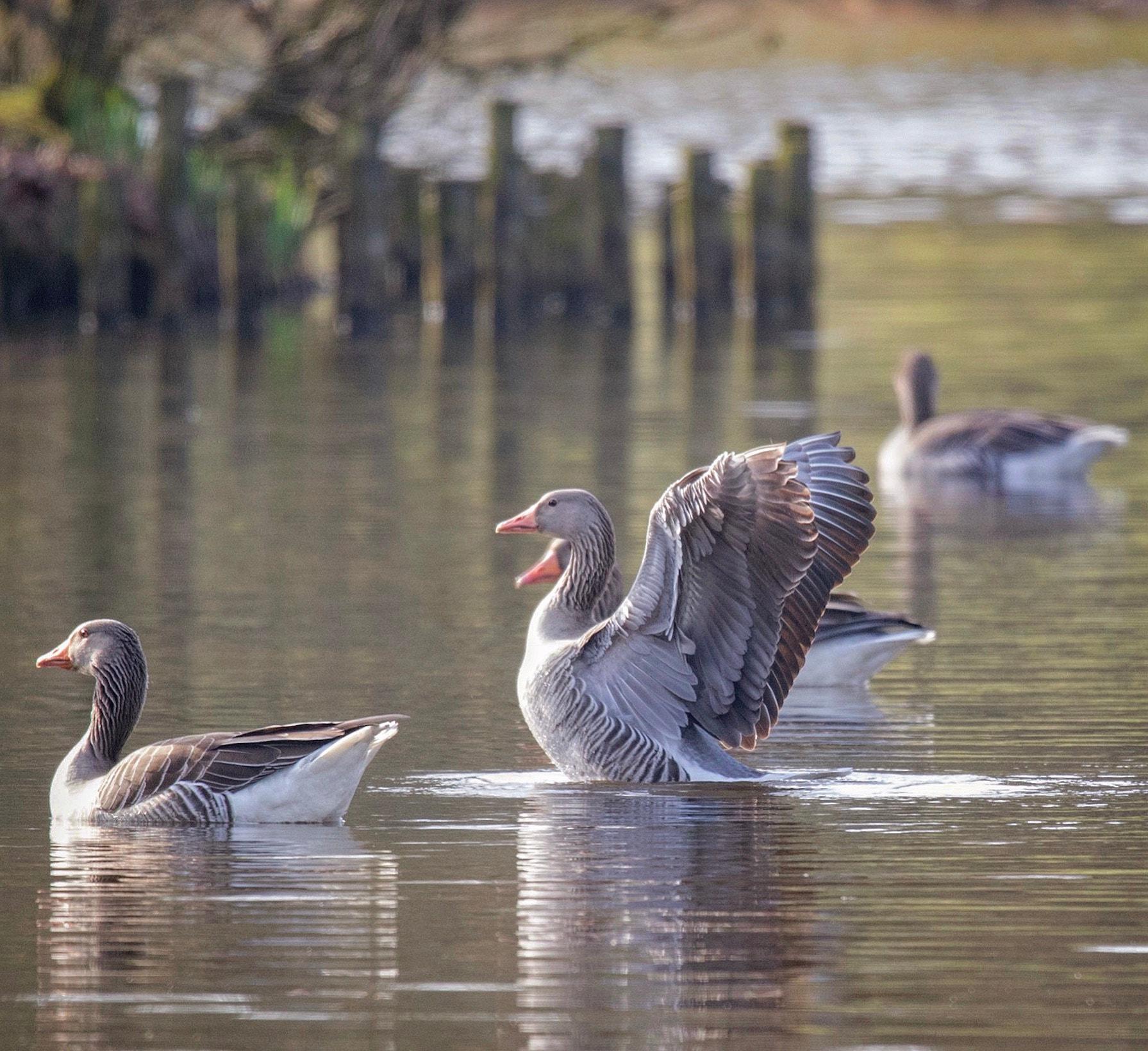 150-600mm F5-6.3 DG OS HSM | Sports 014 sample photo. Duck waking up in the early morning photography