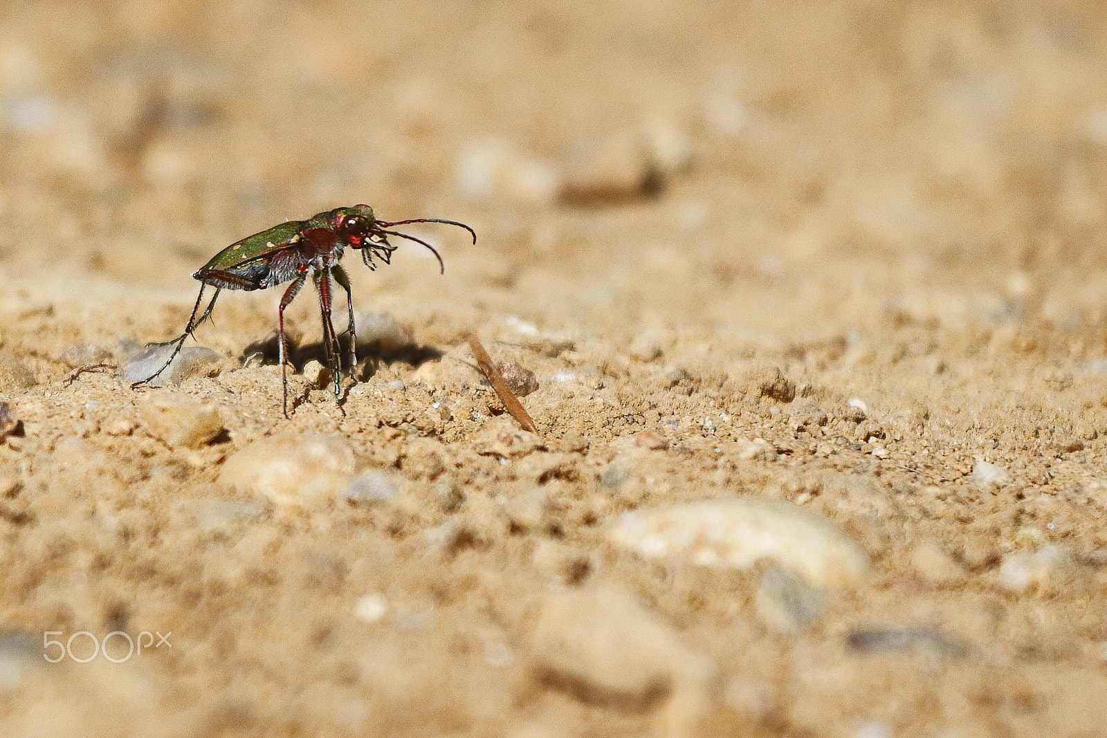 Canon EOS 7D sample photo. Cicindela photography