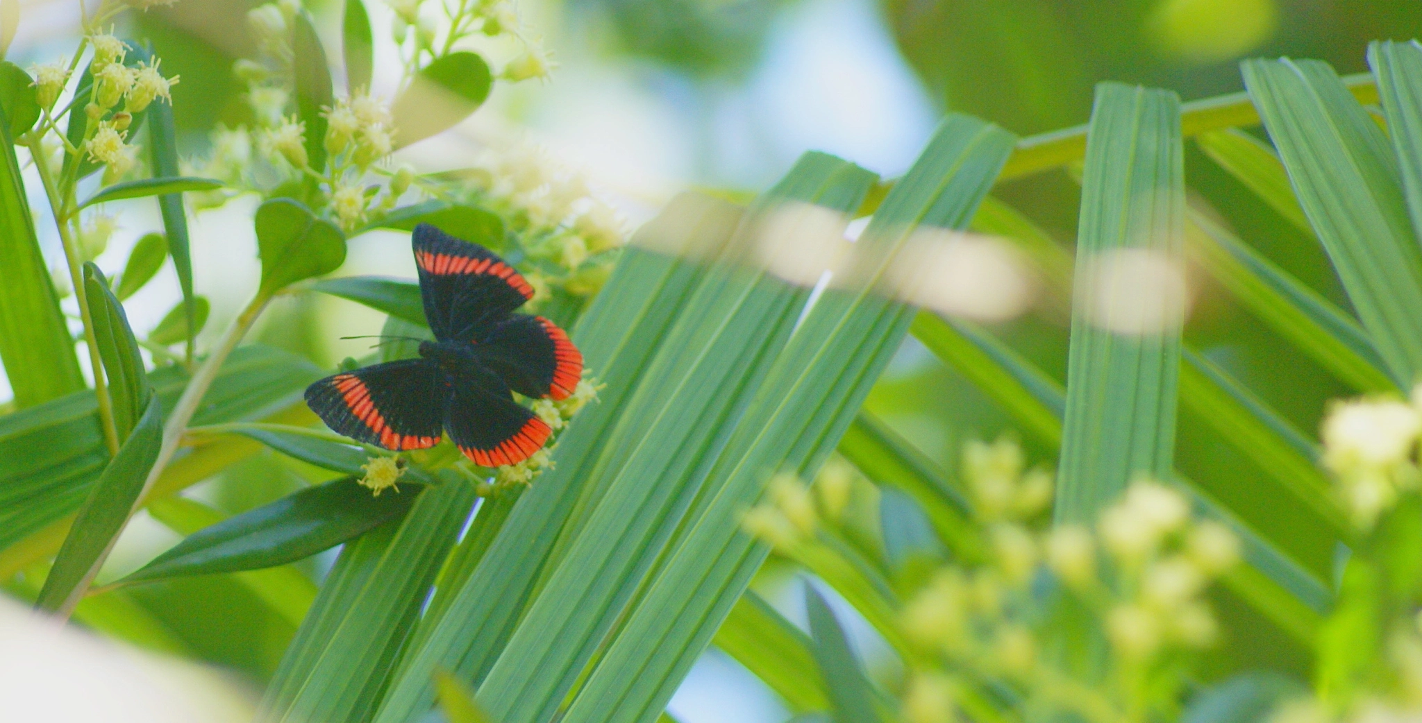 Sony 75-300mm F4.5-5.6 sample photo. Ilha cardozo photography