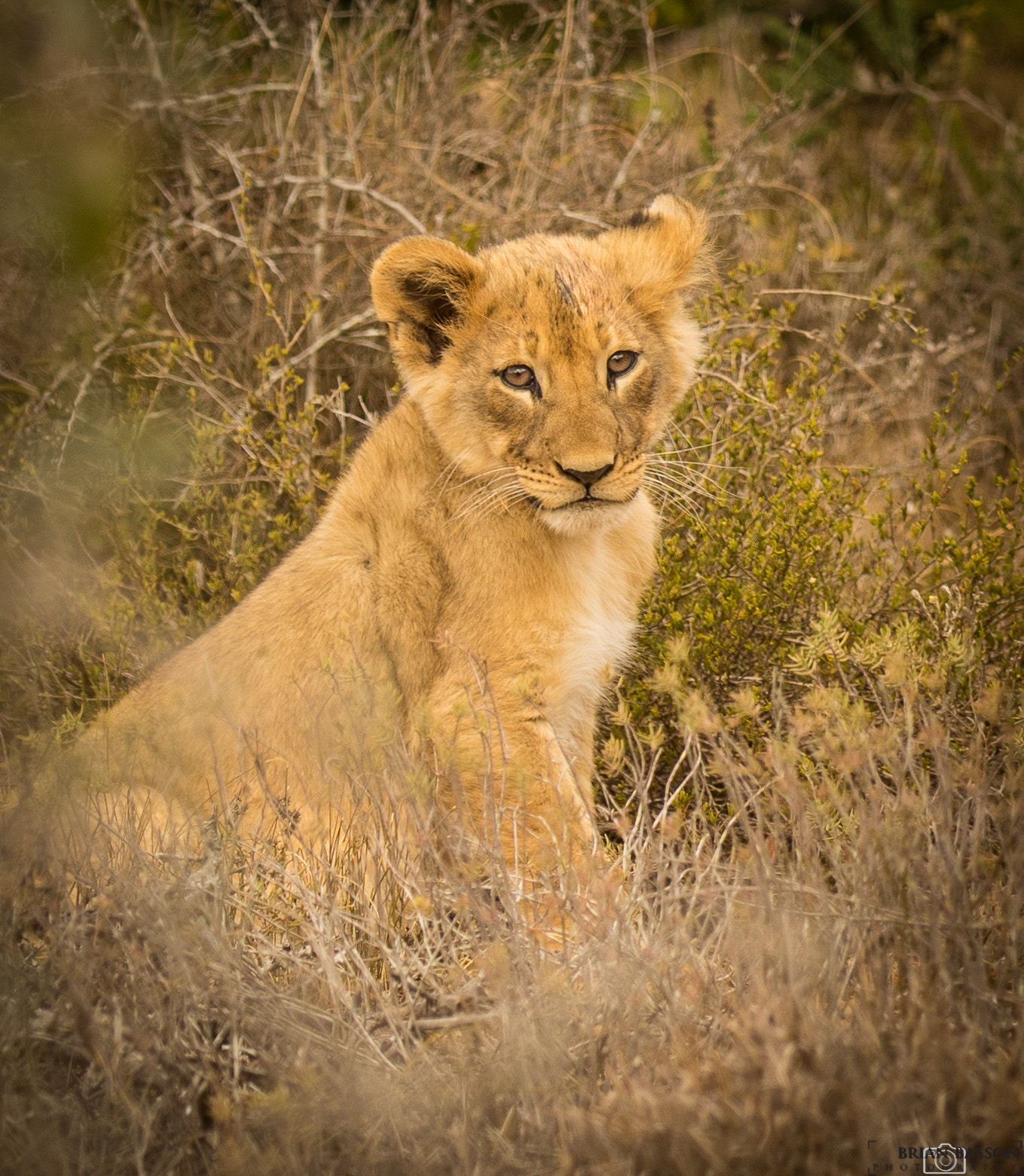 Canon EF 70-200mm F2.8L IS II USM sample photo. Lion cub © brian basson photography photography