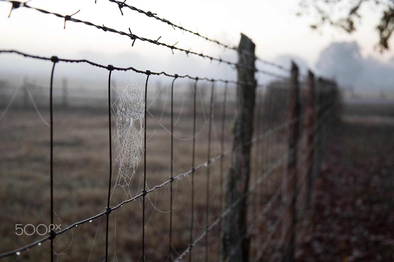 Canon EOS 5D Mark IV sample photo. Fence cobweb 2 photography