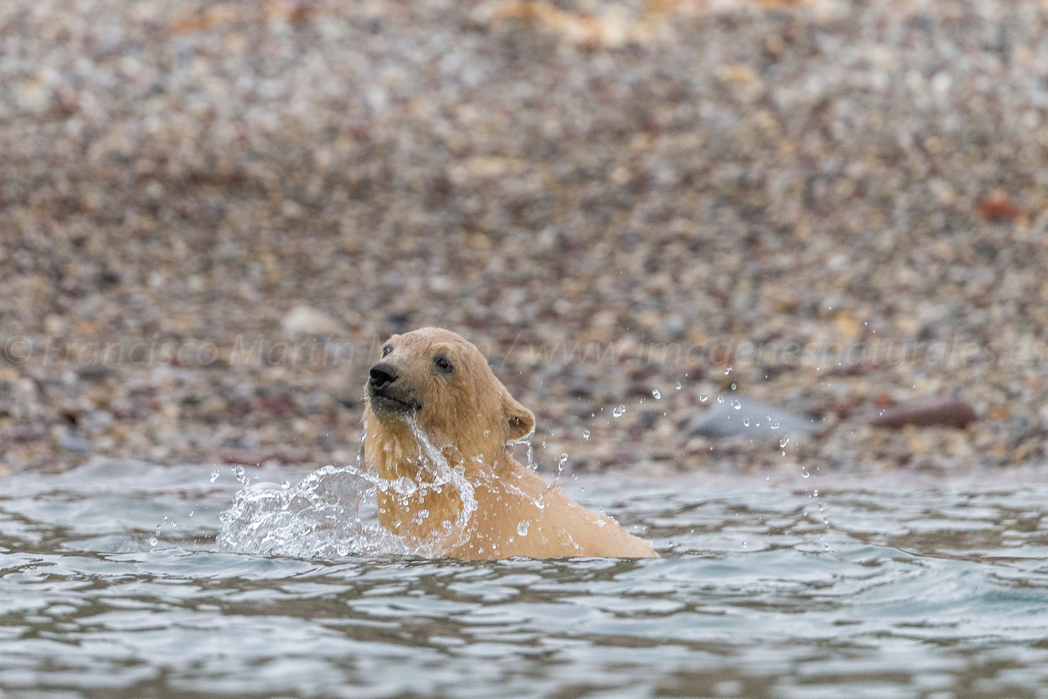 Canon EOS-1D X sample photo. Polar bear cub photography