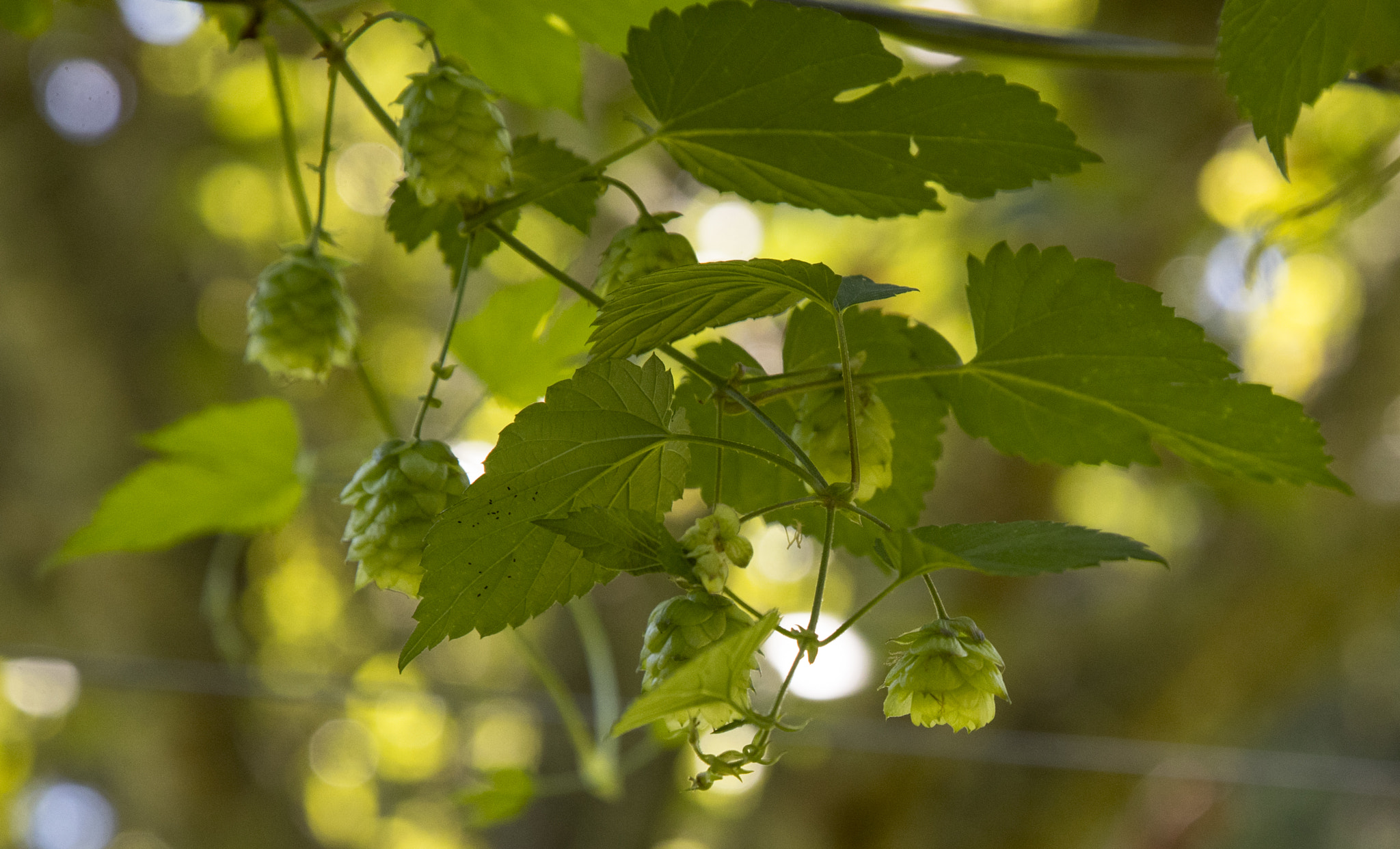 Canon EF 24-105mm F4L IS USM sample photo. Efi photography