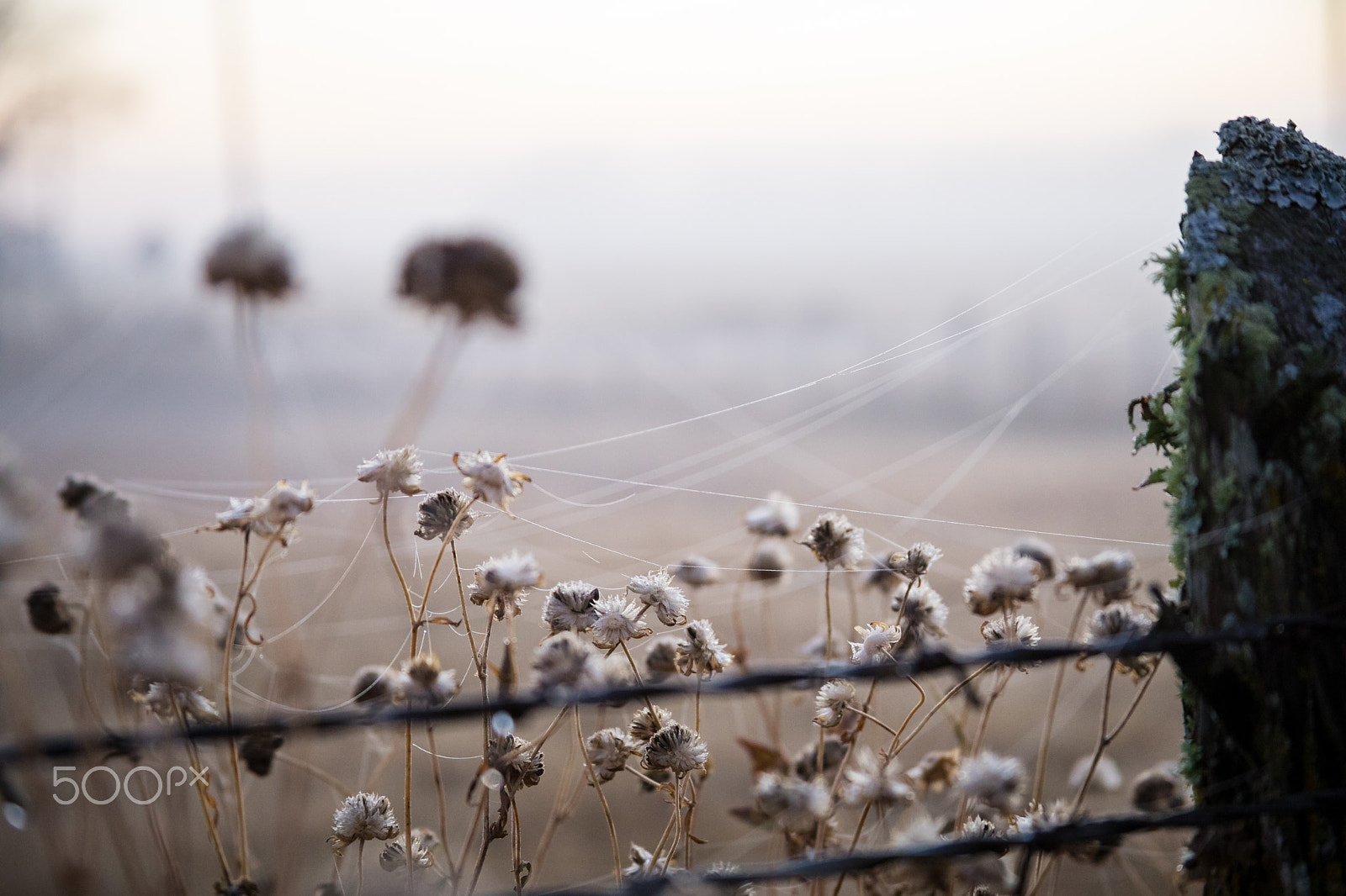 Canon EF 28-135mm F3.5-5.6 IS USM sample photo. Dead wild flower in webs photography