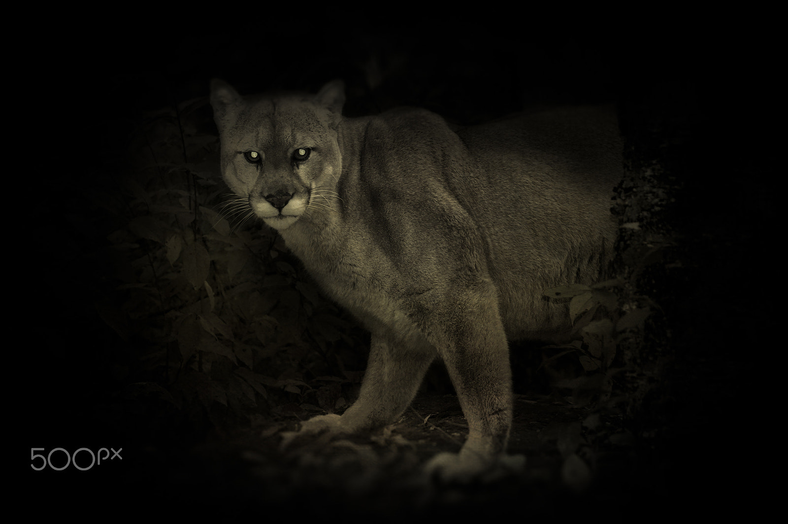 Nikon D300 sample photo. Trail cam cougar photography