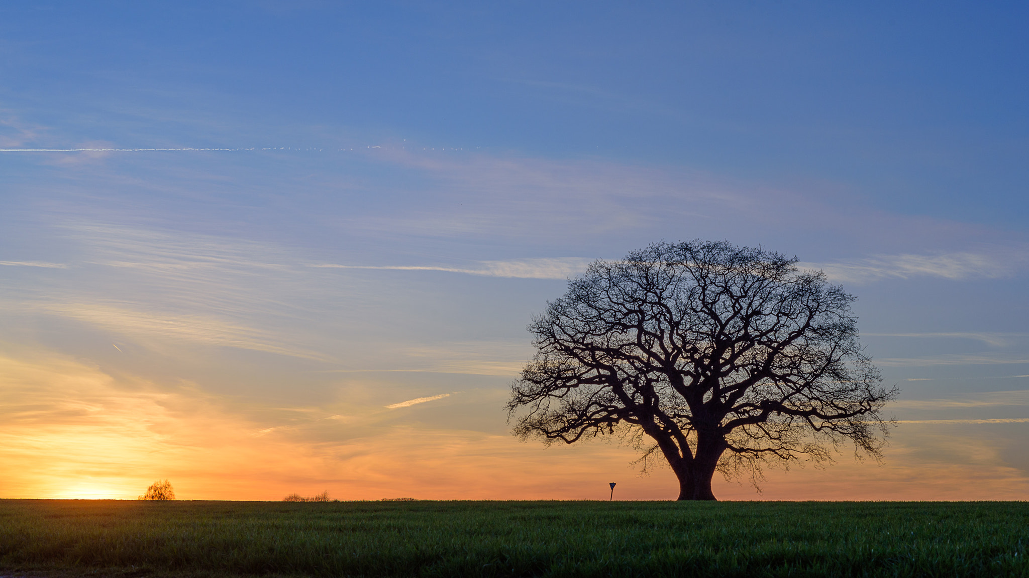 Nikon AF Micro-Nikkor 60mm F2.8D sample photo. Oak's evening mood photography