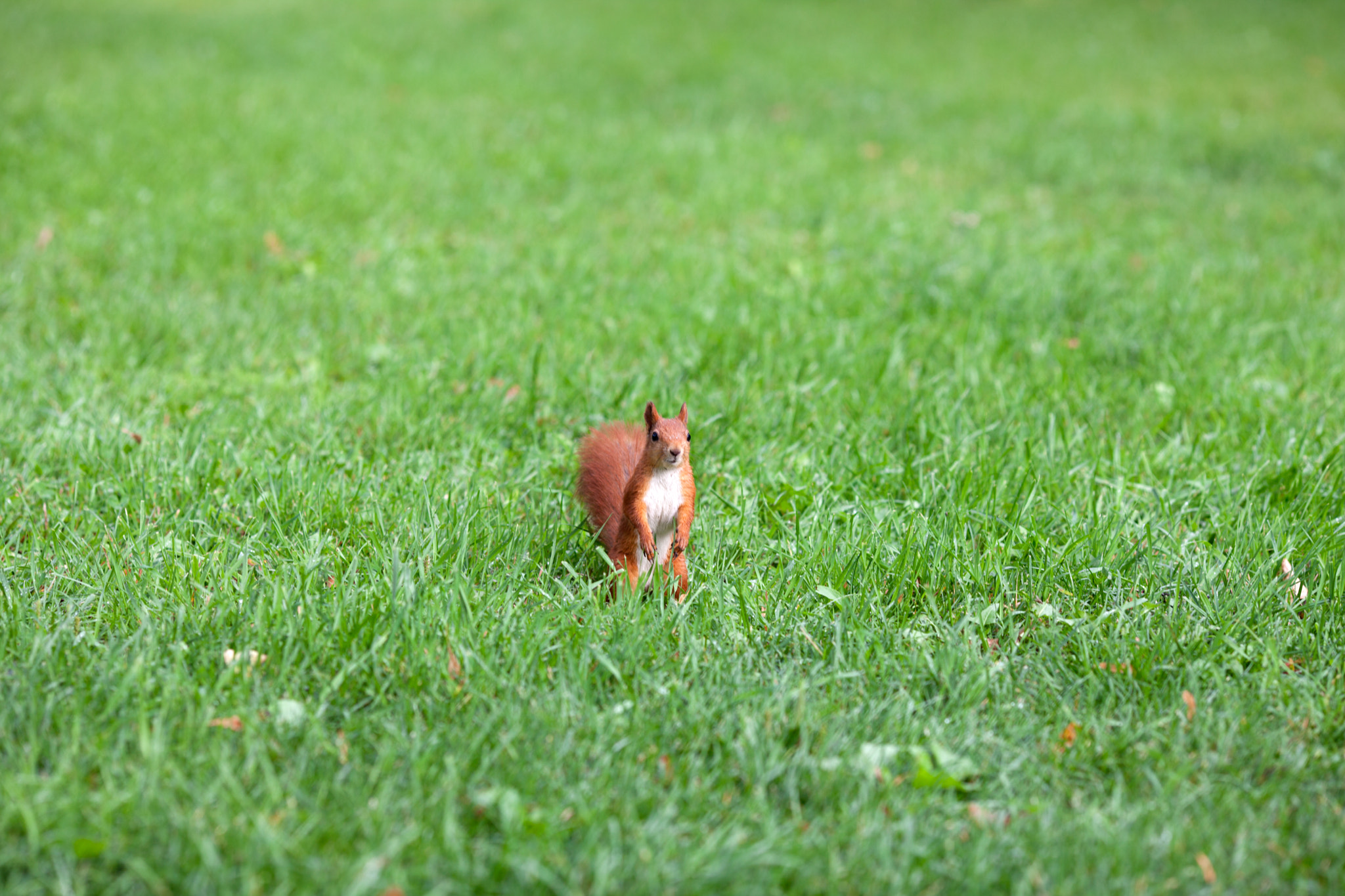 Canon EF 135mm F2L USM sample photo. Mg photography