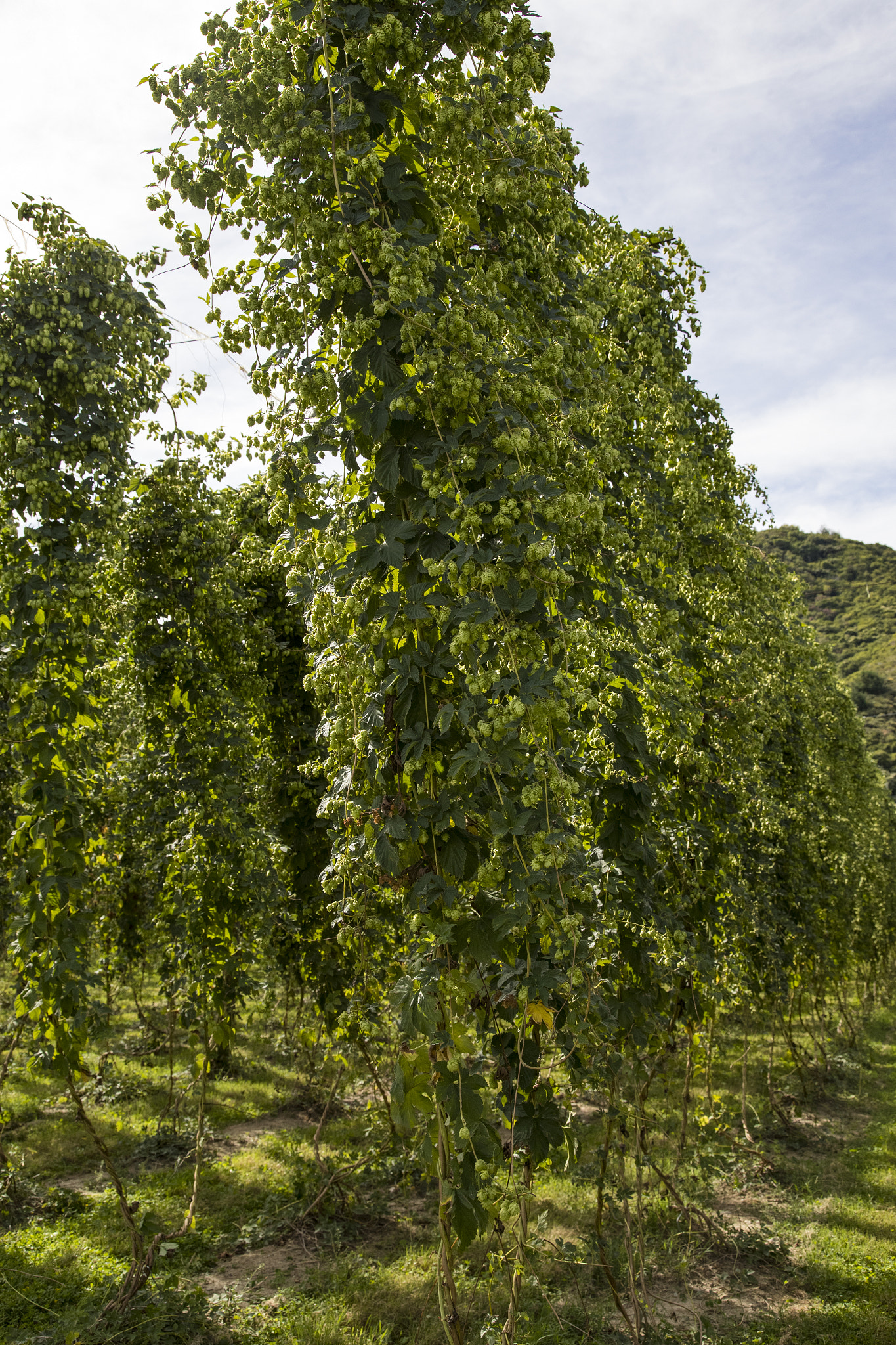 Canon EF 24-105mm F4L IS USM sample photo