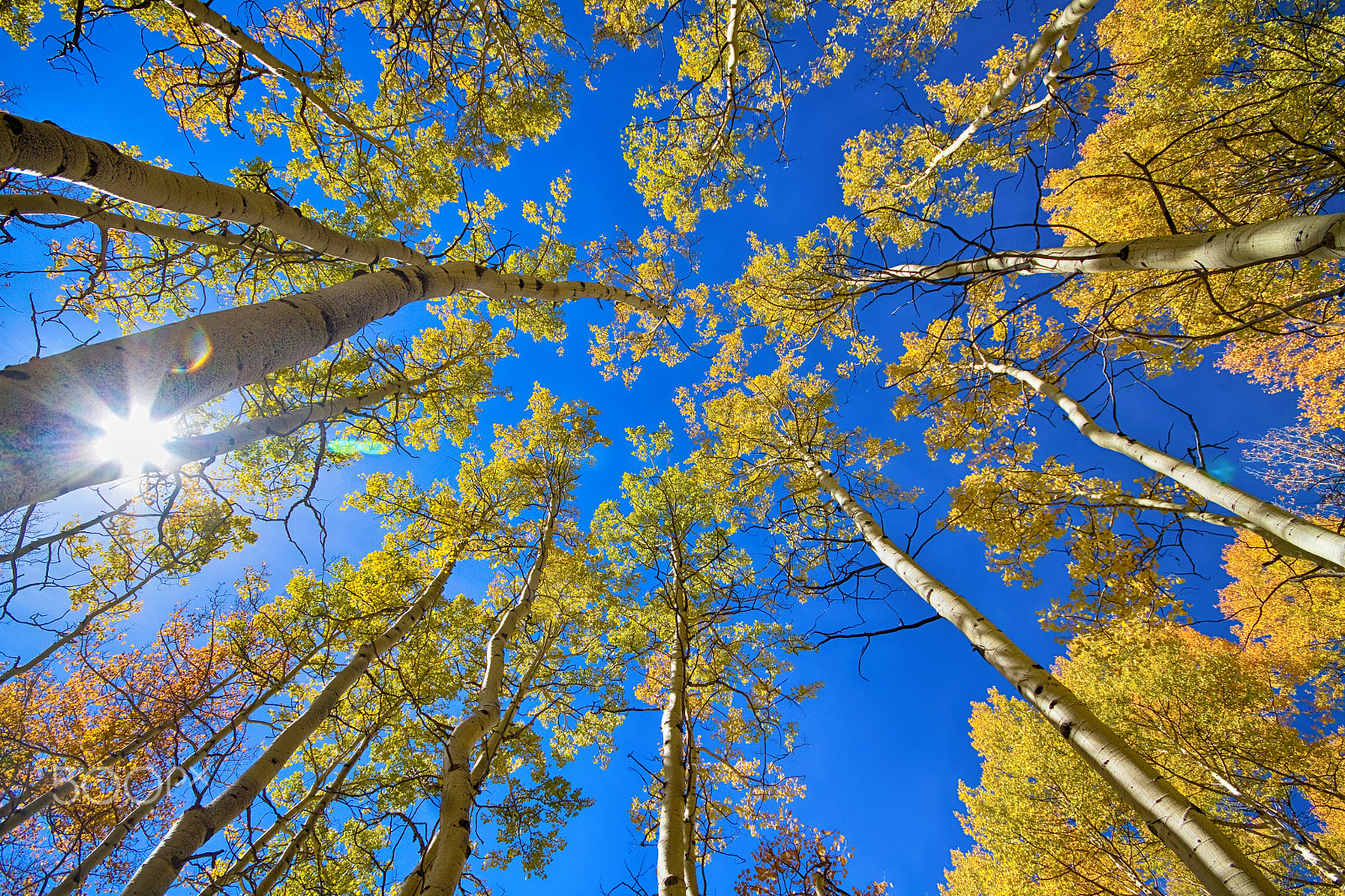 Canon EOS 7D sample photo. Autumn aspen magic photography