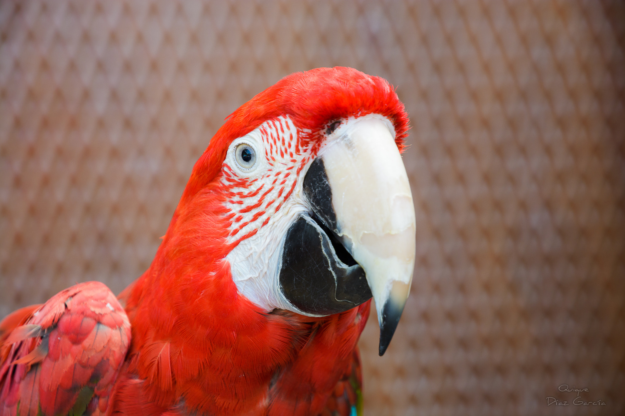 Nikon D7100 + Nikon AF-S DX Nikkor 16-85mm F3.5-5.6G ED VR sample photo. The parrot photography