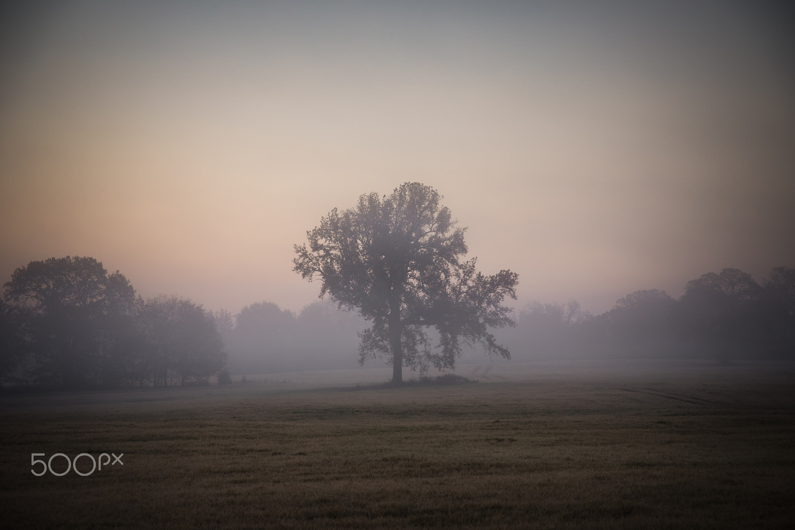 Canon EF 28-135mm F3.5-5.6 IS USM sample photo. Lone tree of meadow photography