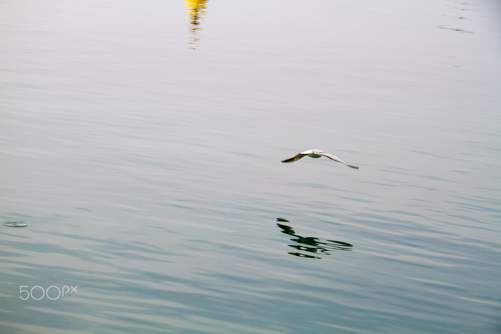 Canon EOS 7D + Canon EF-S 17-85mm F4-5.6 IS USM sample photo. Seagull flying on the water of sirmione garda lake photography