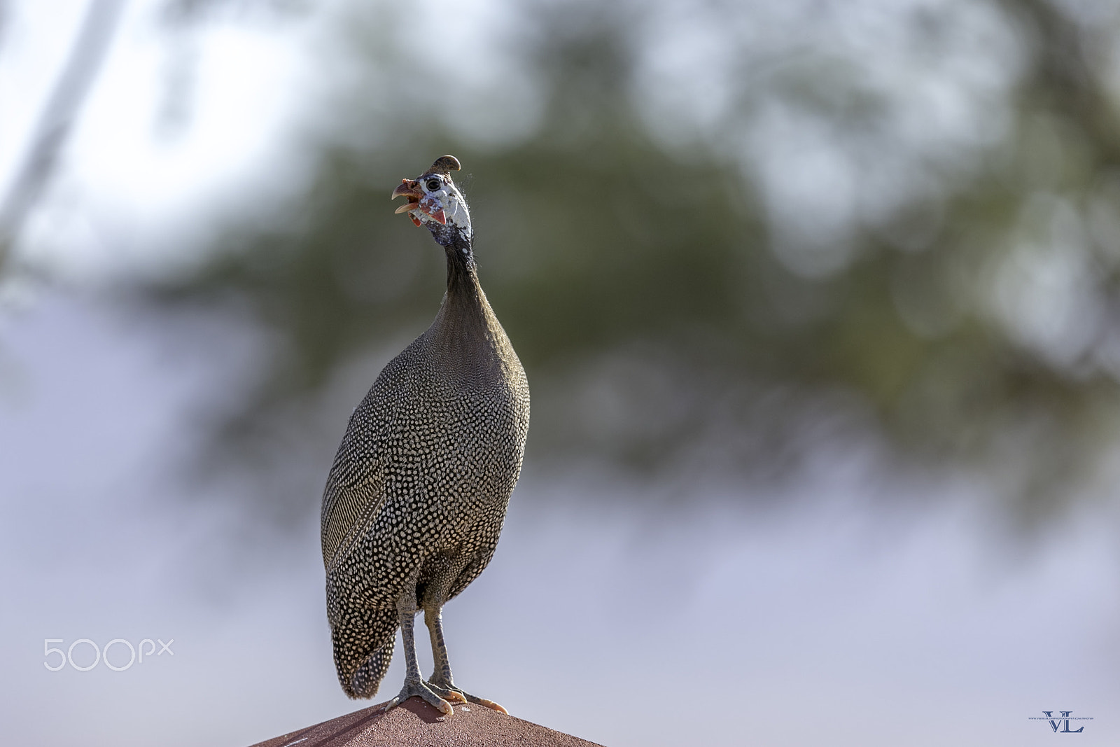 Canon EOS-1D X Mark II + Canon EF 600mm F4L IS II USM sample photo. Guinea fowl photography