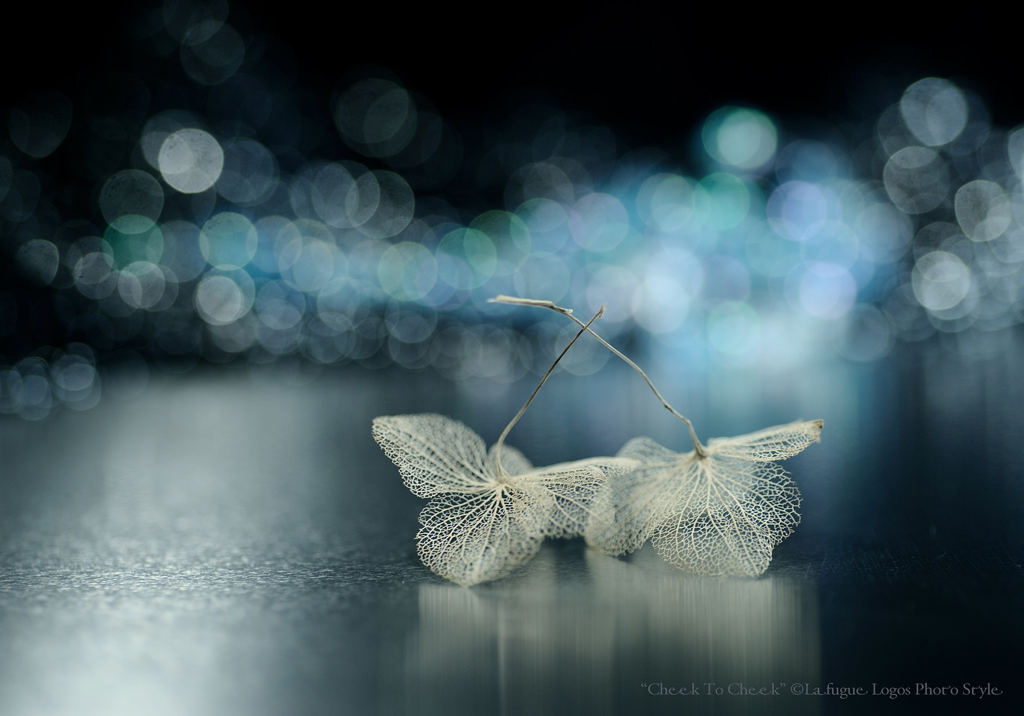 Nikon D700 sample photo. Cheek to cheek again... photography
