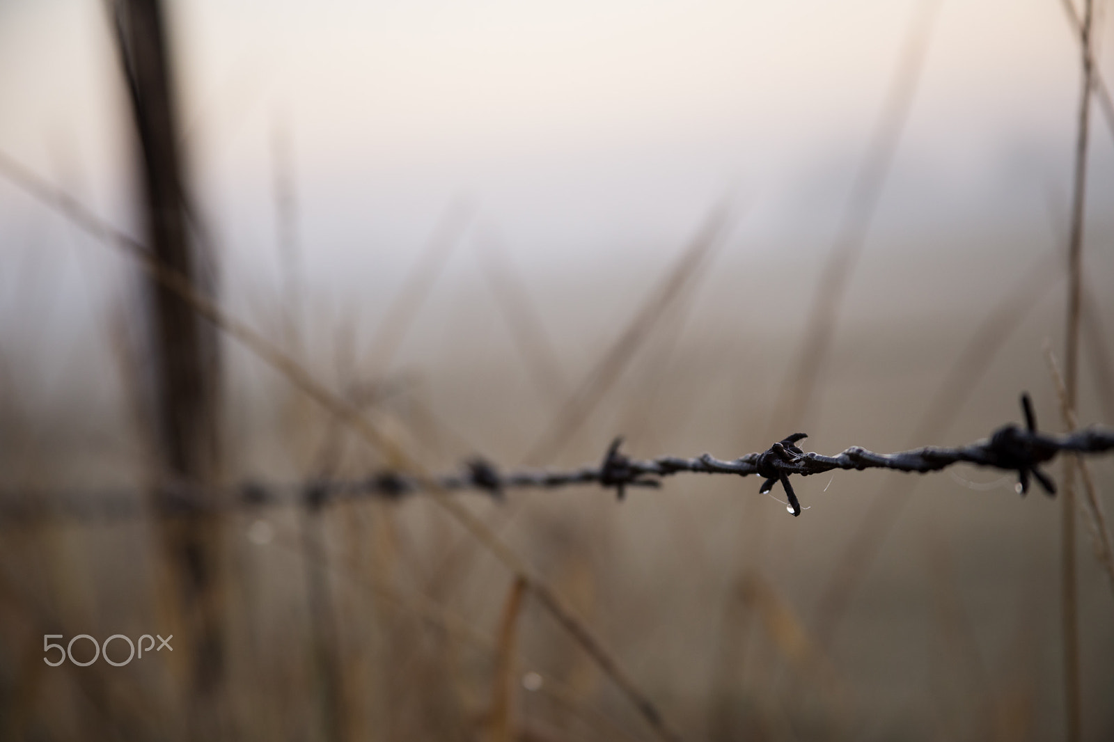 Canon EOS 5D Mark IV sample photo. Dew on barbwire photography