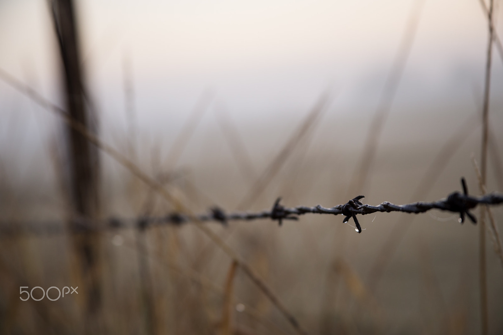 Canon EF 28-135mm F3.5-5.6 IS USM sample photo. Dew on barbwire photography