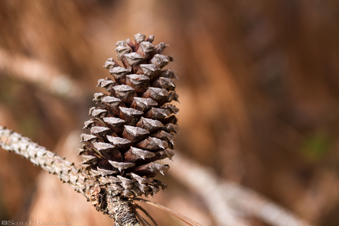 Canon EOS 7D + Canon EF 28-135mm F3.5-5.6 IS USM sample photo. Pine cone in vereen memorial park photography