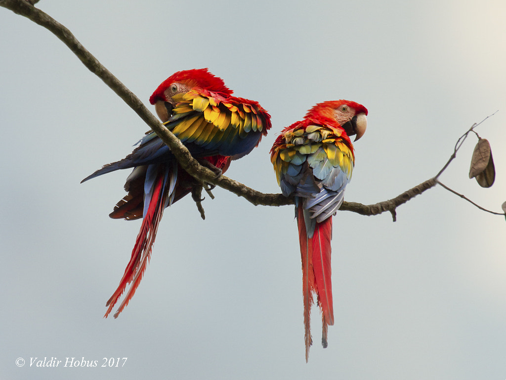 Canon EF 100-400mm F4.5-5.6L IS USM sample photo. Araracanga - scarlet macaw photography