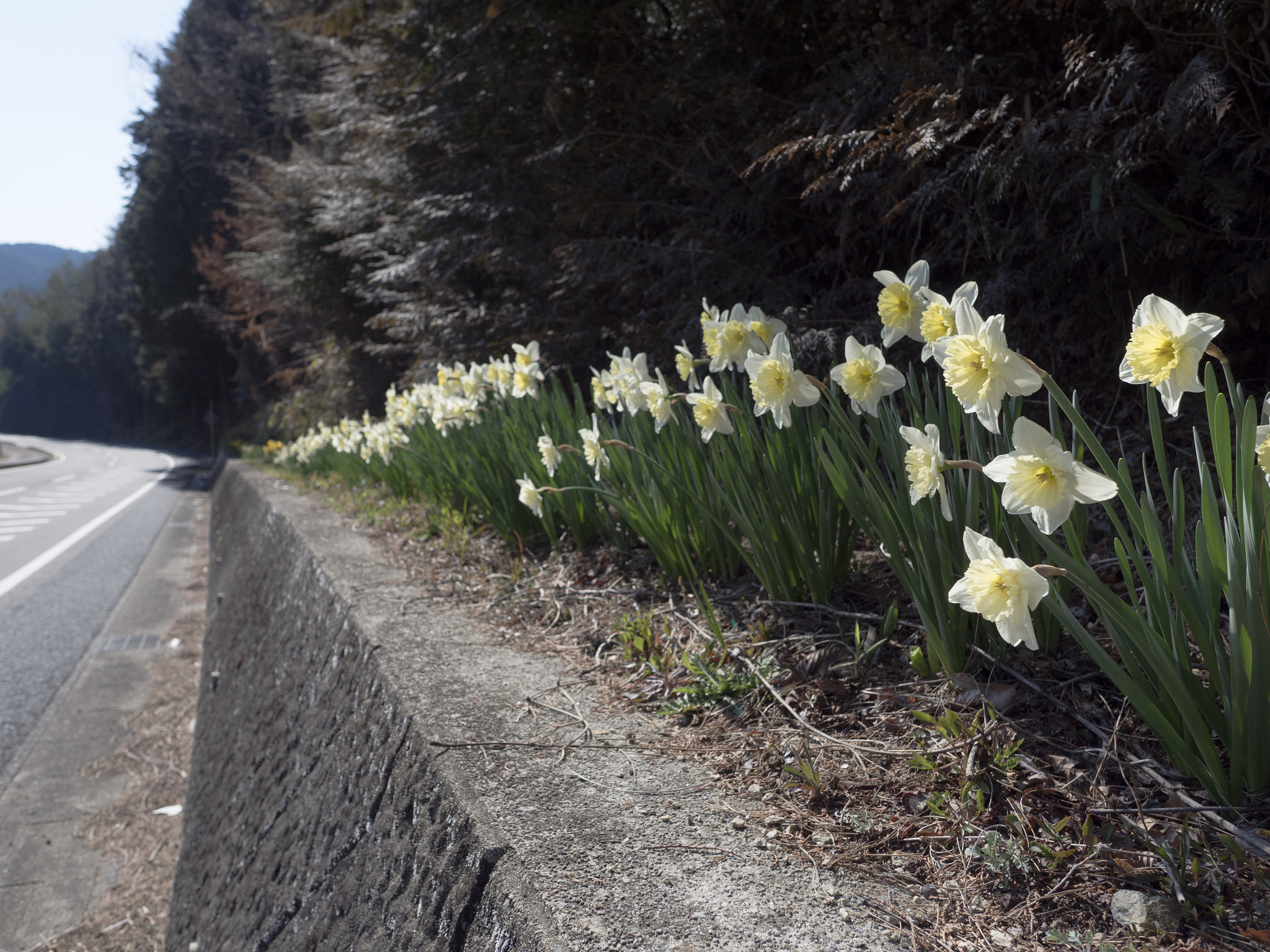 Olympus OM-D E-M10 II + OLYMPUS M.12mm F2.0 sample photo. 花壇 | flower bed 1 photography