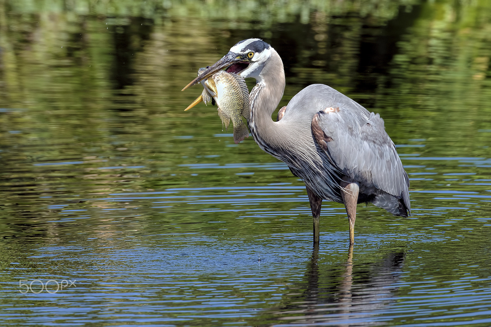 Nikon D810 sample photo. Big fish photography
