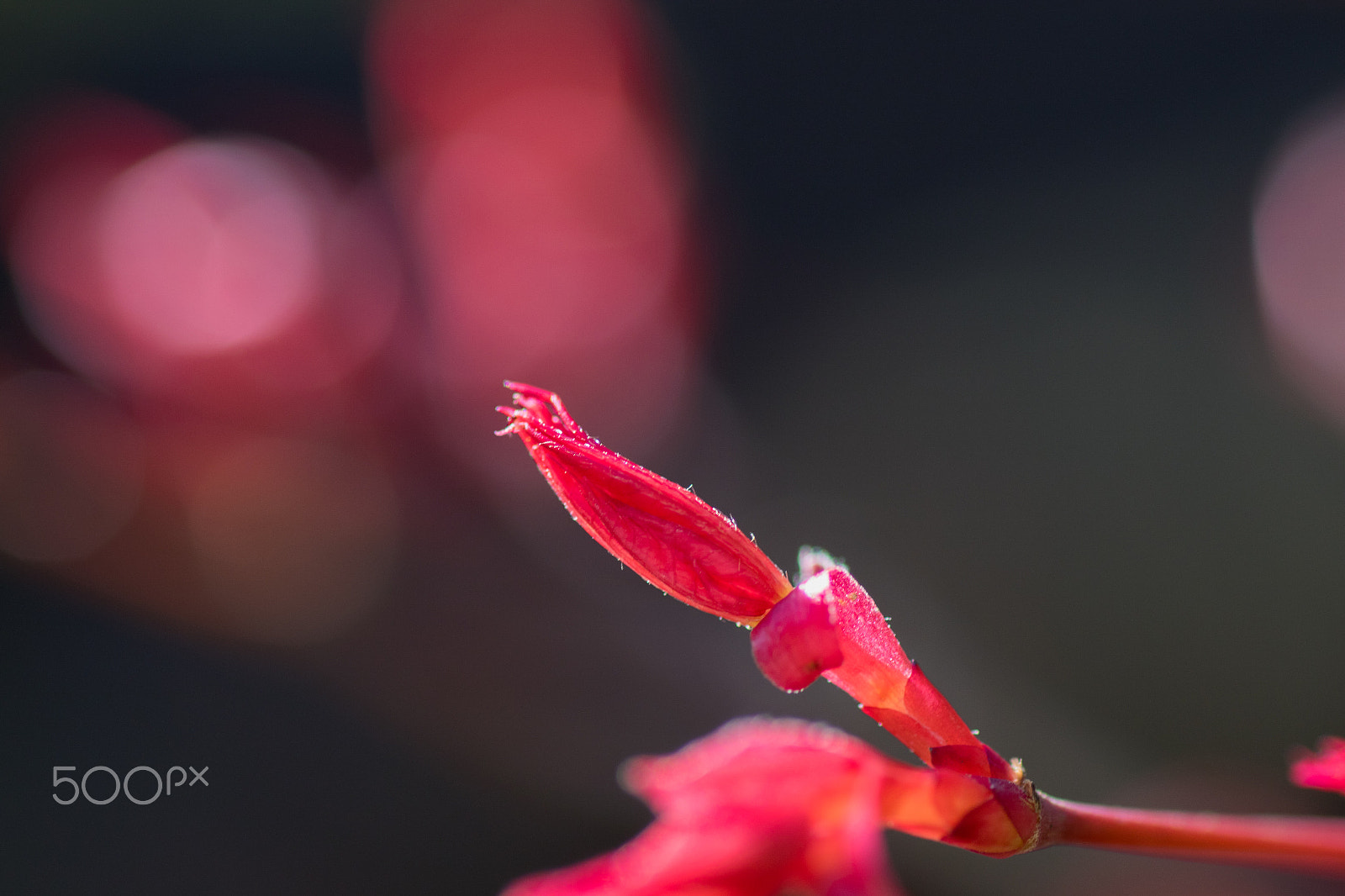 Canon EOS 7D Mark II + Tamron SP AF 90mm F2.8 Di Macro sample photo. Acer bud in afternoon sunlight photography