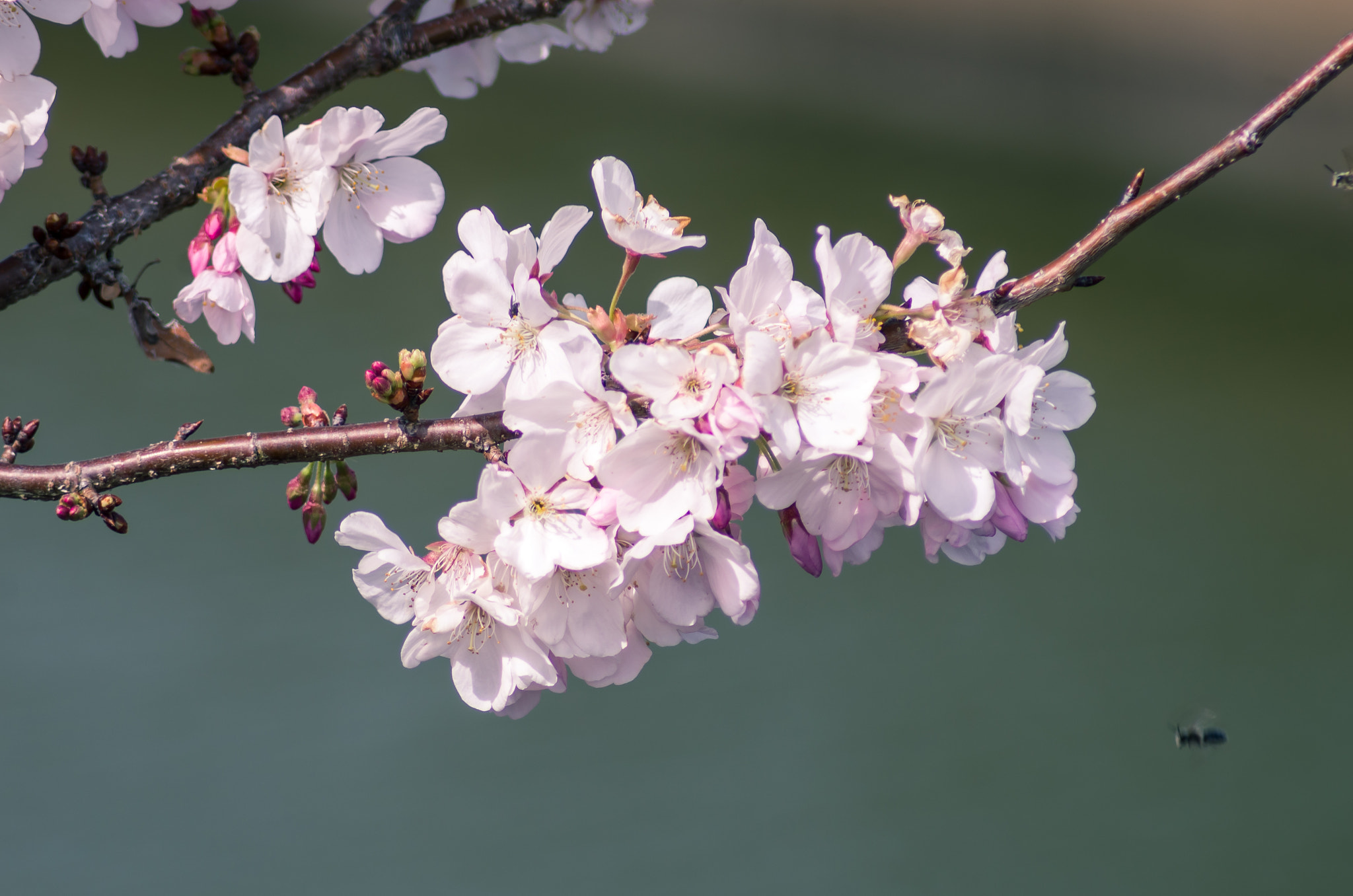 Tamron AF 70-300mm F4-5.6 LD Macro 1:2 sample photo. Prime cherry blossoms photography