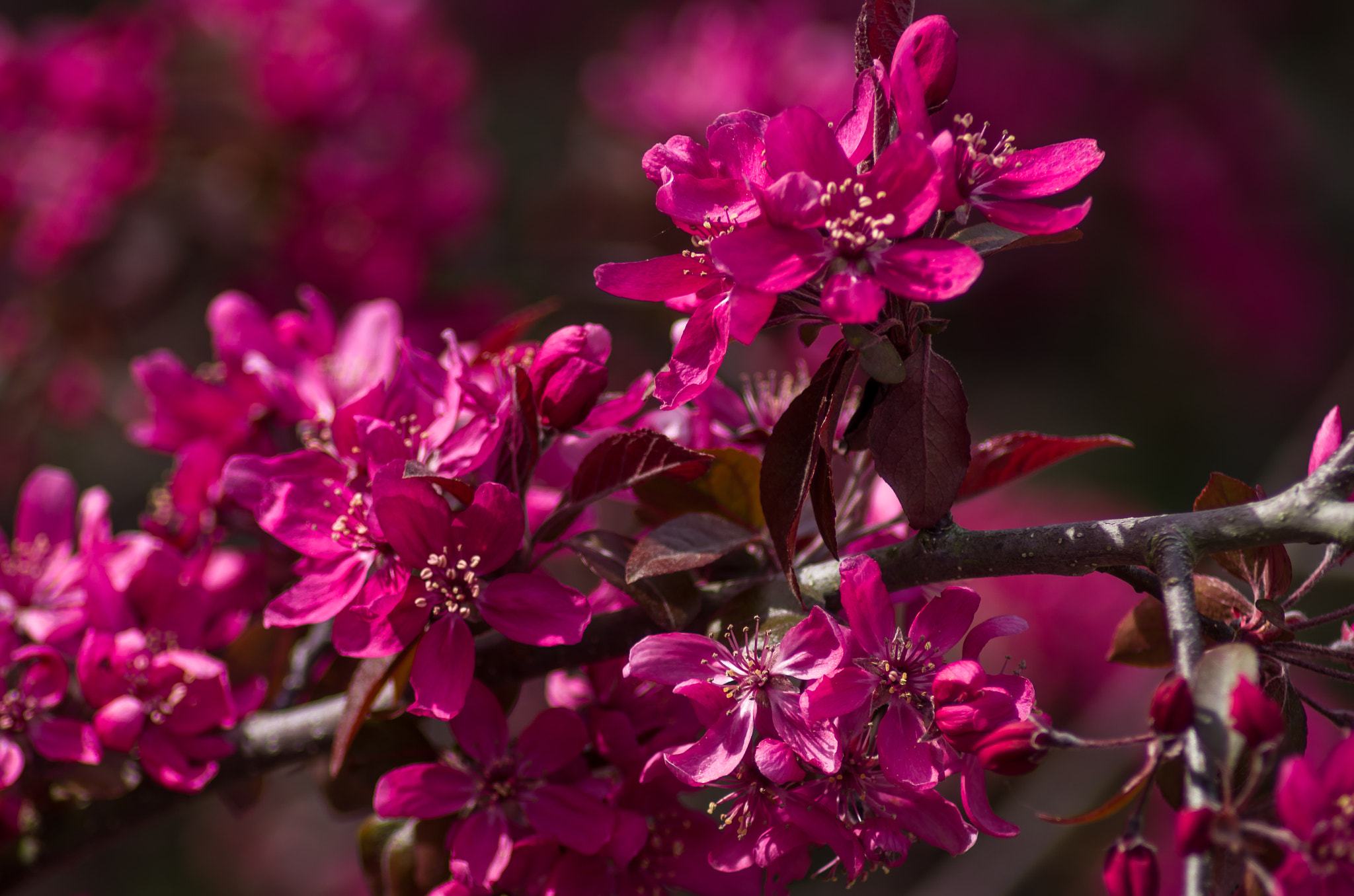 Tamron AF 70-300mm F4-5.6 LD Macro 1:2 sample photo. Glory photography
