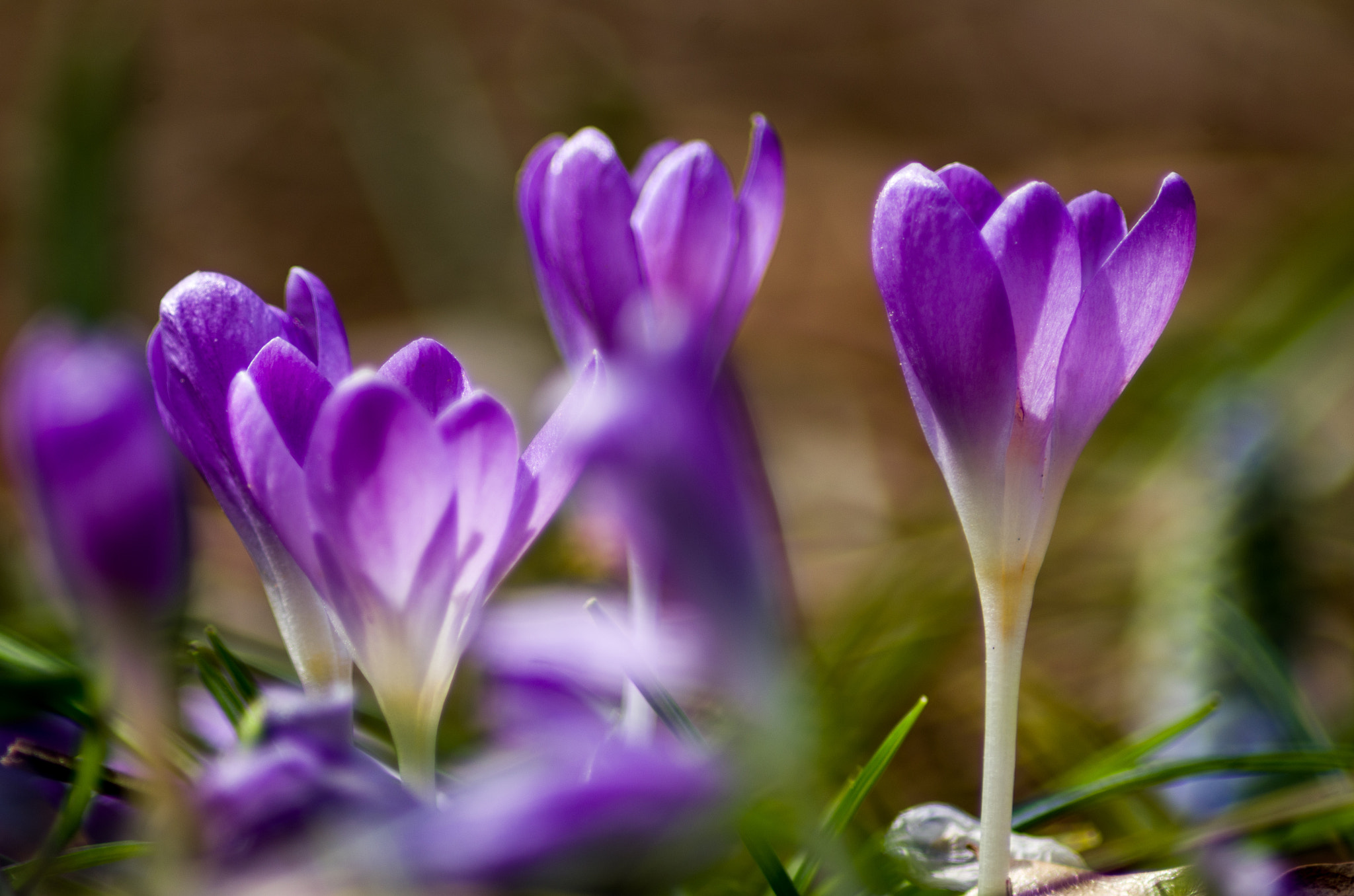 Tamron AF 70-300mm F4-5.6 LD Macro 1:2 sample photo. Purple majesty photography