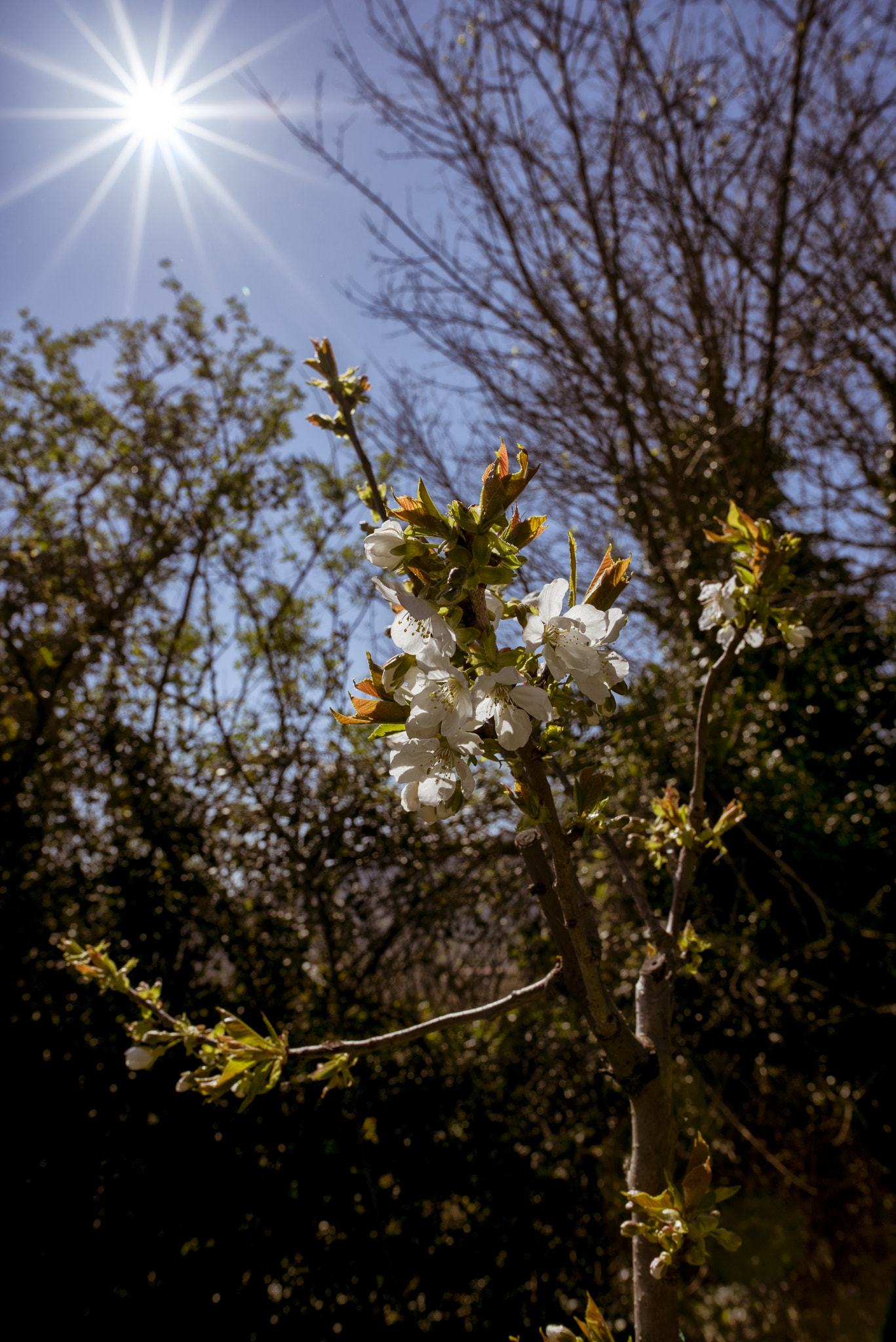 Nikon AF-S Nikkor 24mm F1.8G ED sample photo. Dsc_0810 photography