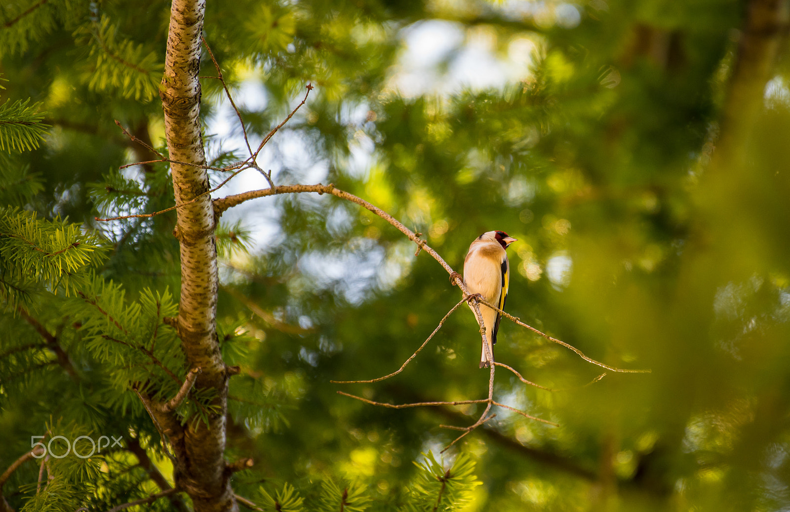 Nikon AF-S Nikkor 200-500mm F5.6E ED VR sample photo. Cardellino (maschio) photography