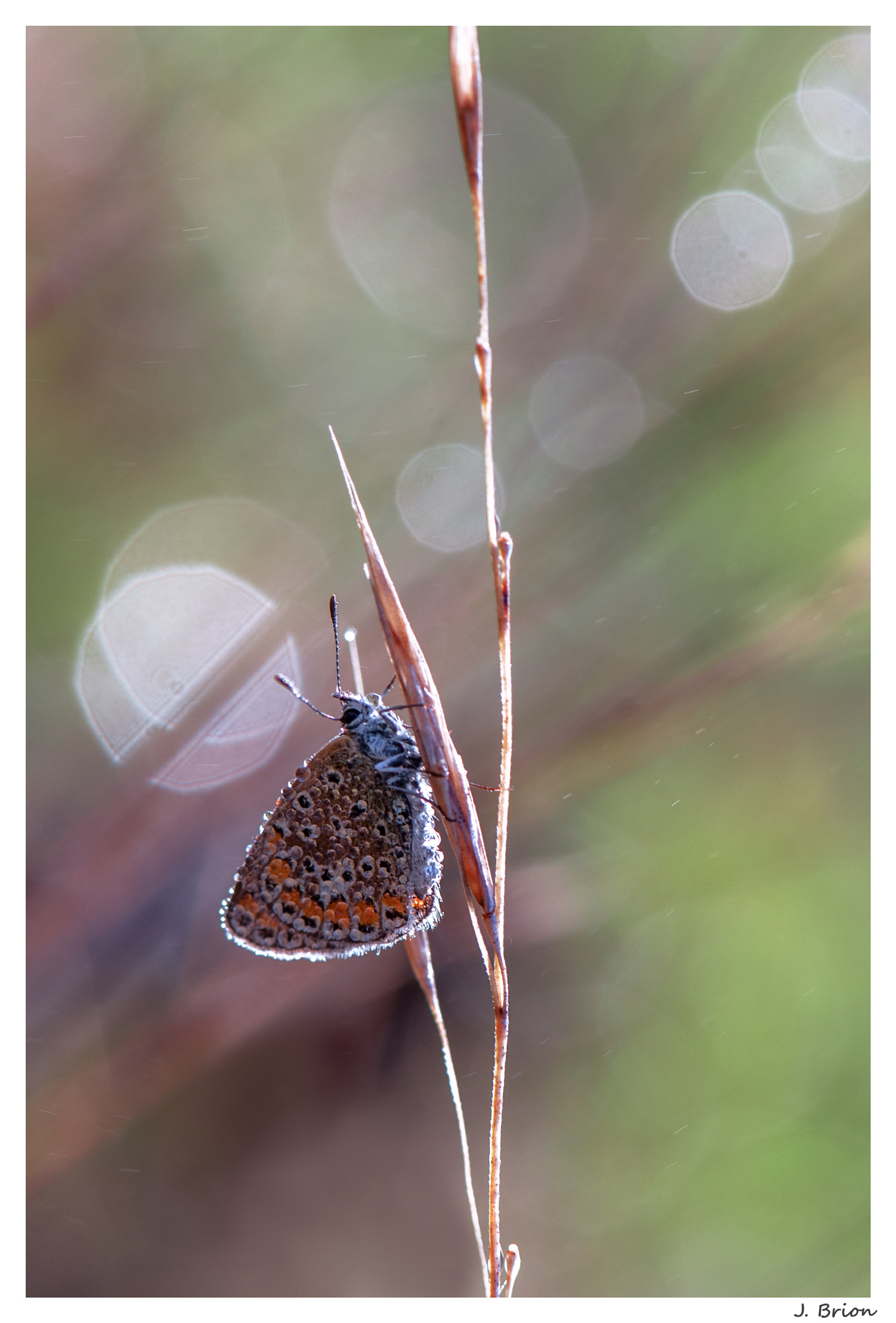 Nikon AF-S Micro-Nikkor 105mm F2.8G IF-ED VR sample photo. L’acrobate ... photography