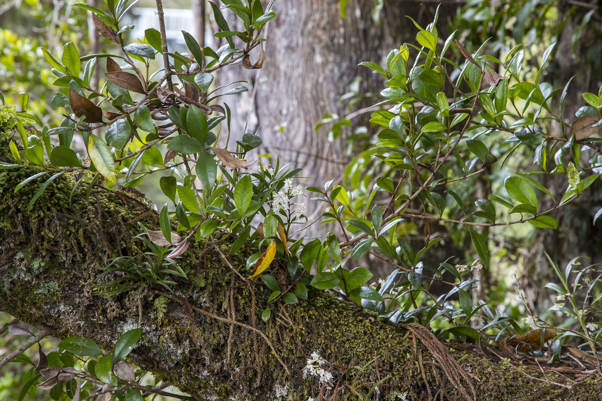 Canon EF 24-105mm F4L IS USM sample photo. Untitled photography