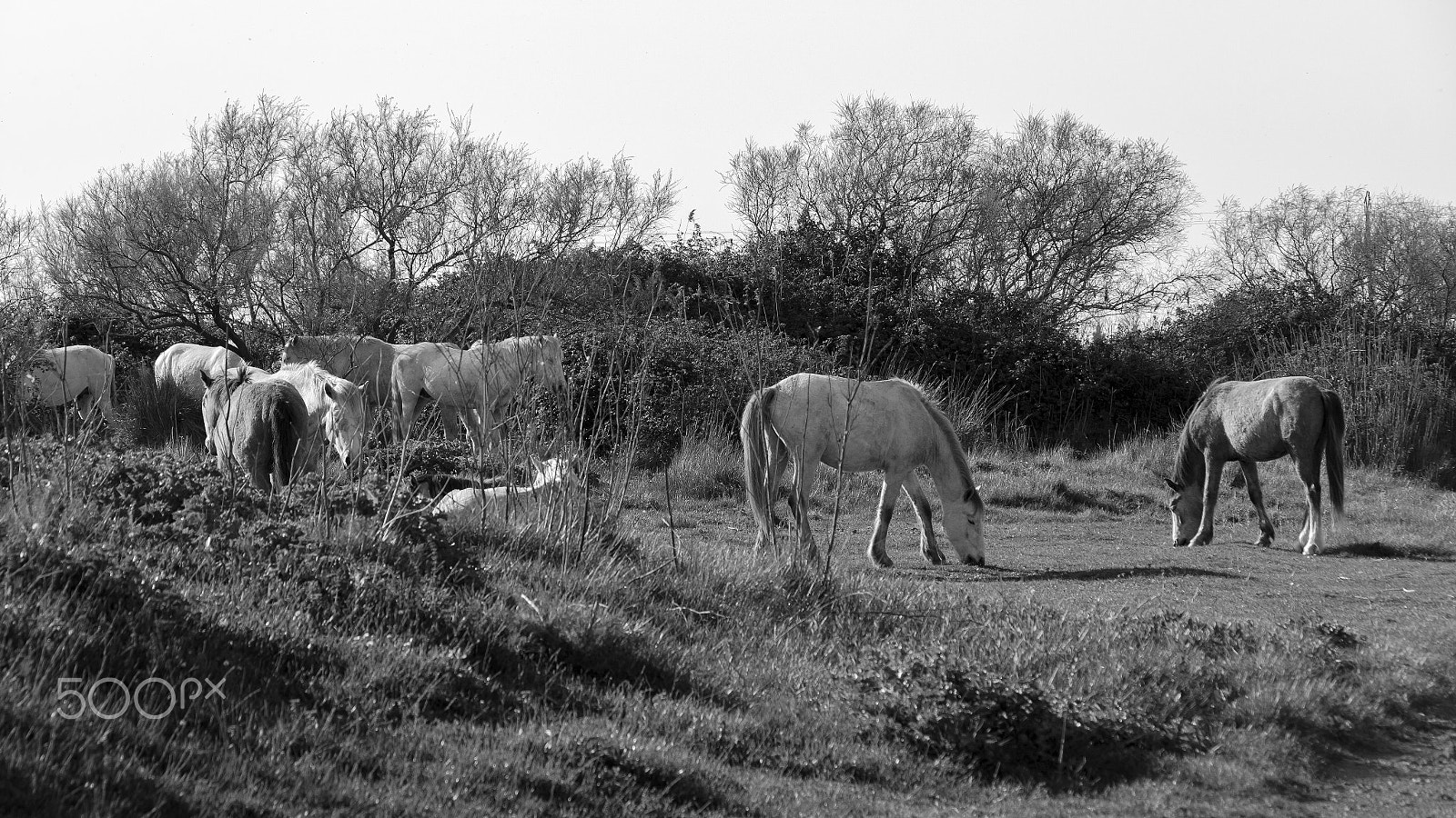 Canon EOS 100D (EOS Rebel SL1 / EOS Kiss X7) sample photo. Chevaux raçe camargue photography