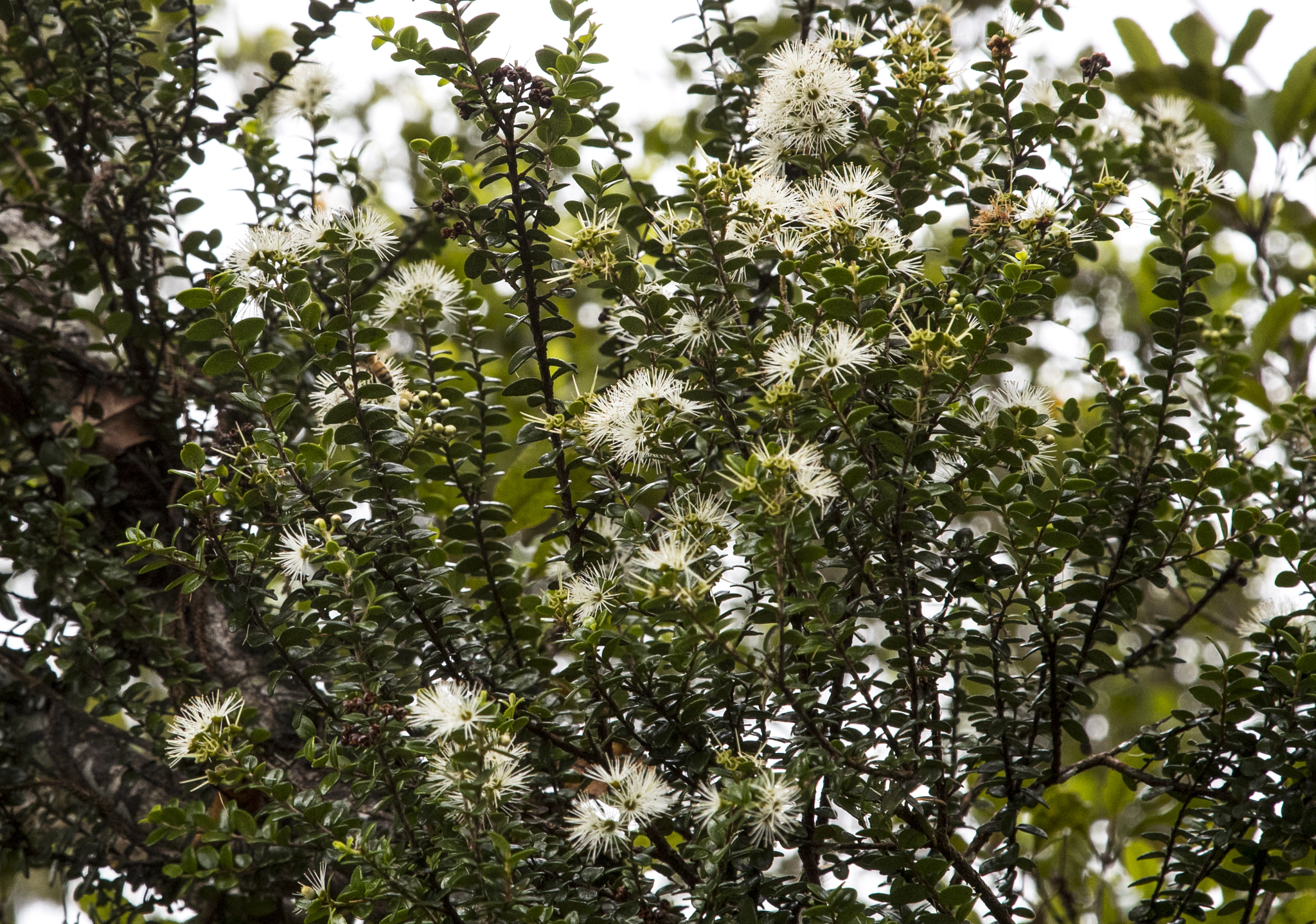 Canon EF 24-105mm F4L IS USM sample photo. Untitled photography
