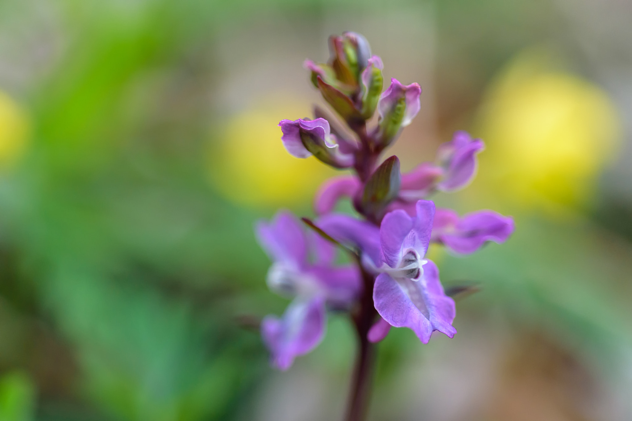 Nikon AF Micro-Nikkor 60mm F2.8D sample photo. Beauty of the forest floor photography