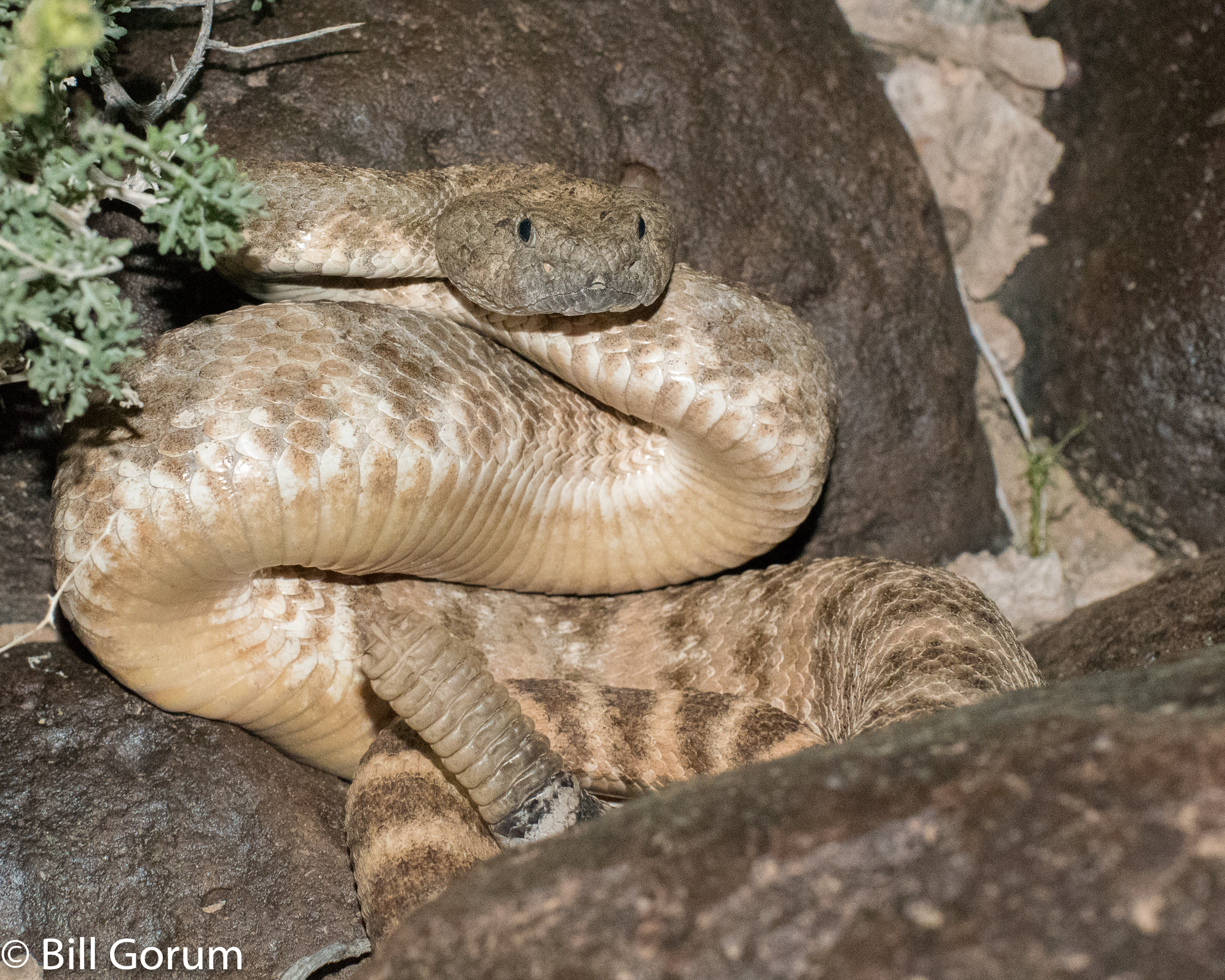 Nikon D750 sample photo. Southwestern speckled rattlesnake photography