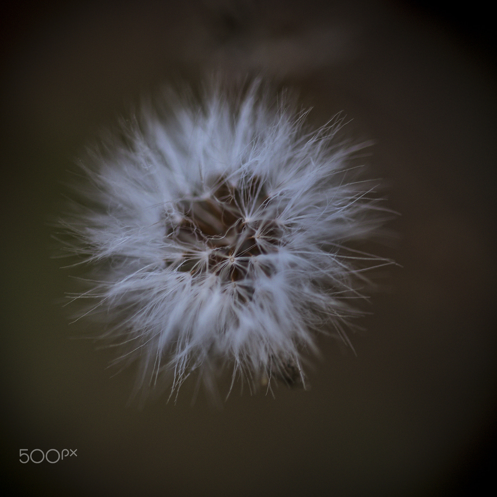 Sigma 105mm F2.8 EX DG OS HSM sample photo. Soffione photography