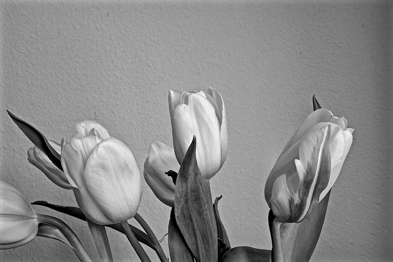 Sony a6000 + Sony E 30mm F3.5 sample photo. Tulips closeup photography