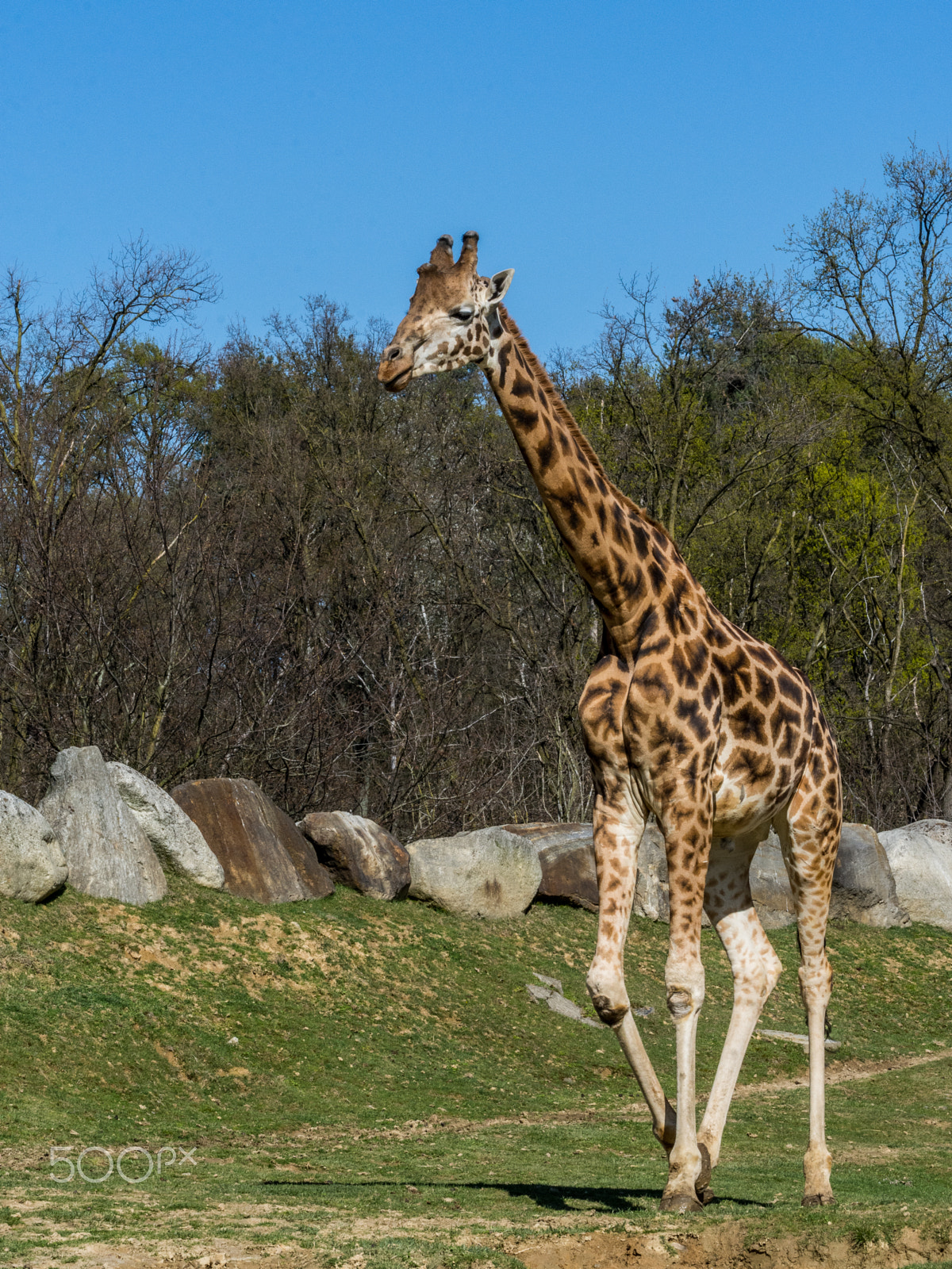 Nikon D7200 sample photo. Masai giraffe (giraffa tippelskirchi) photography