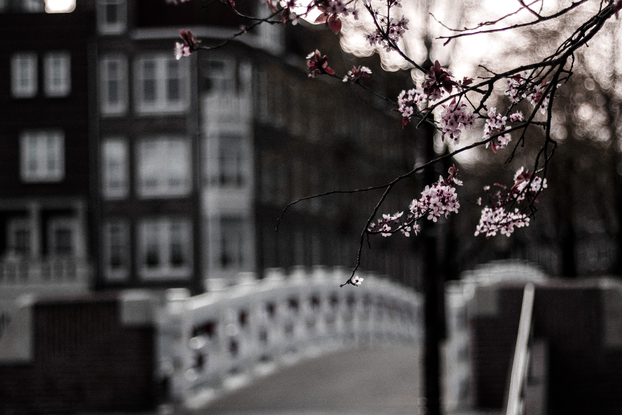 Canon EOS 760D (EOS Rebel T6s / EOS 8000D) + Canon EF 50mm F1.8 STM sample photo. Spring in amsterdam photography