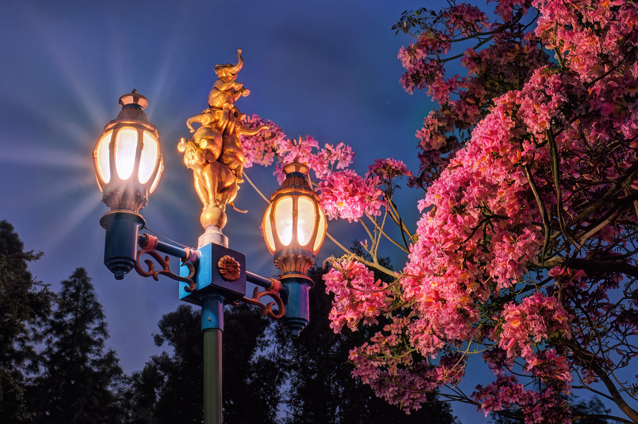 Nikon D7100 + Nikon AF-S Nikkor 28mm F1.8G sample photo. Trunks and trumpet trees photography