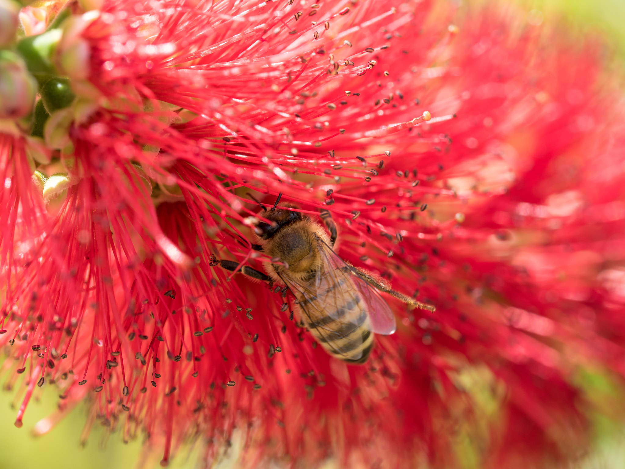 Olympus M.Zuiko Digital ED 60mm F2.8 Macro sample photo. Honey bee photography