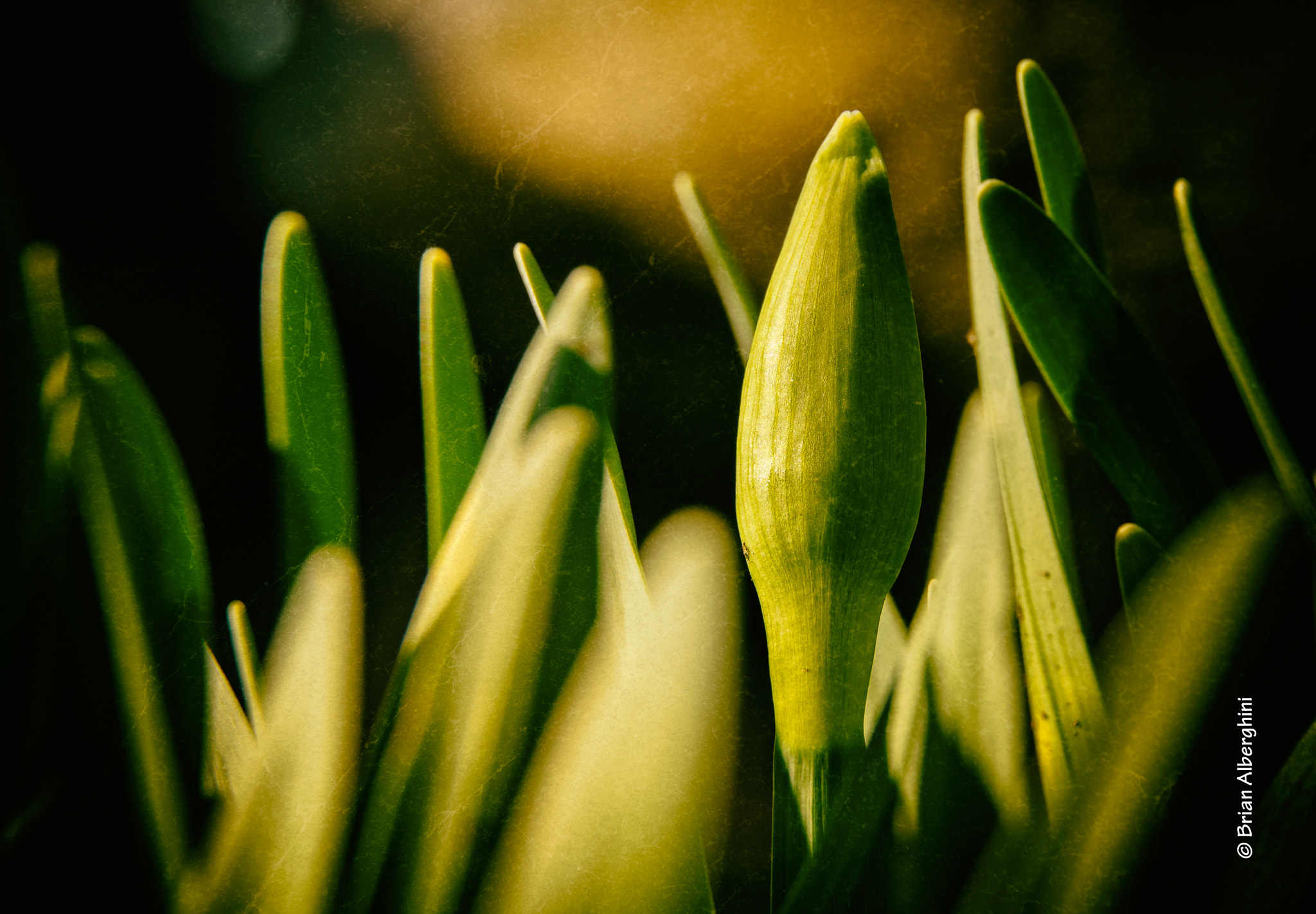 Nikon D7100 sample photo. Antique daffodils photography