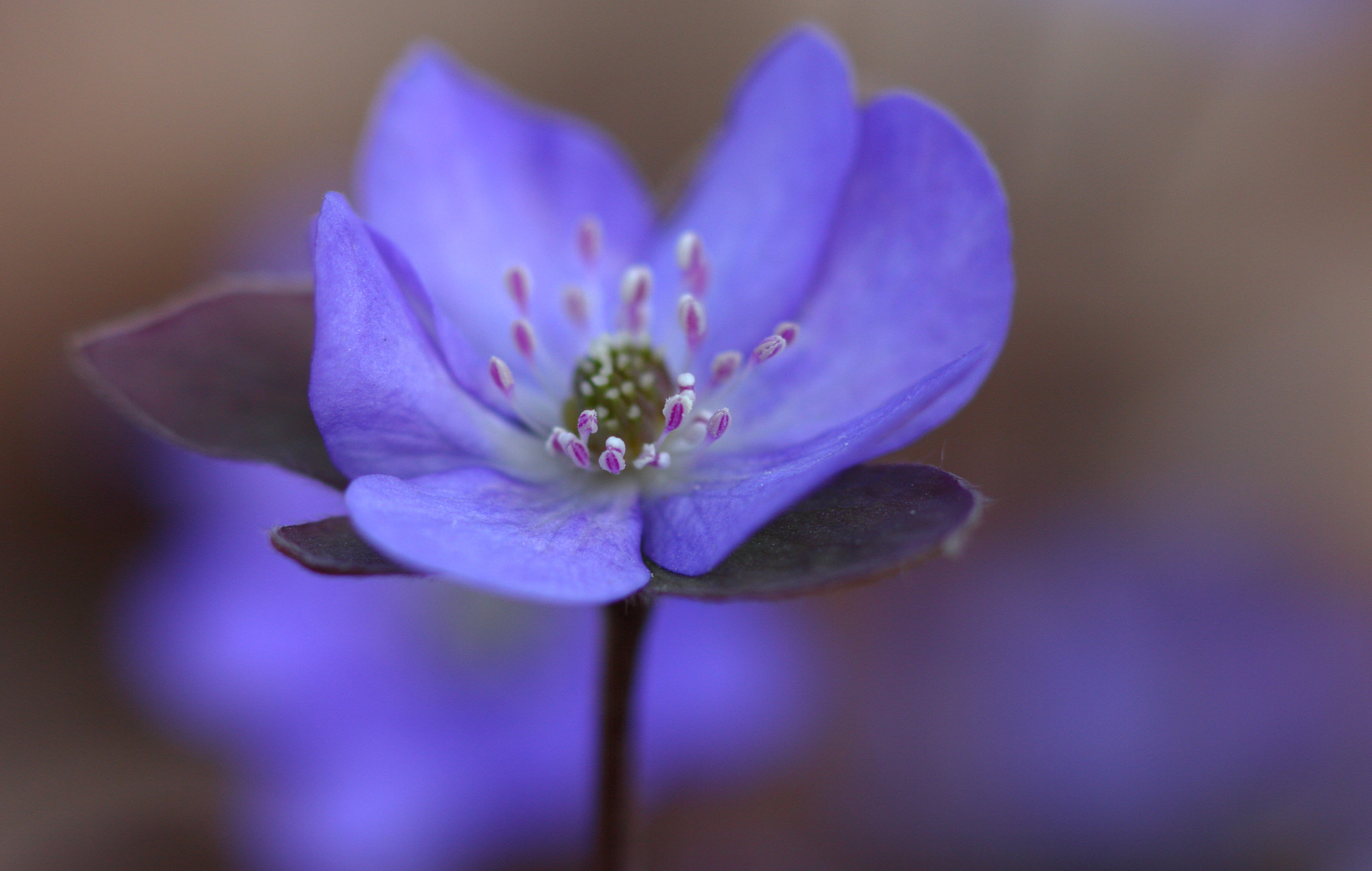 Canon EOS 60D + Sigma 85mm F1.4 EX DG HSM sample photo. Leberblümchen photography